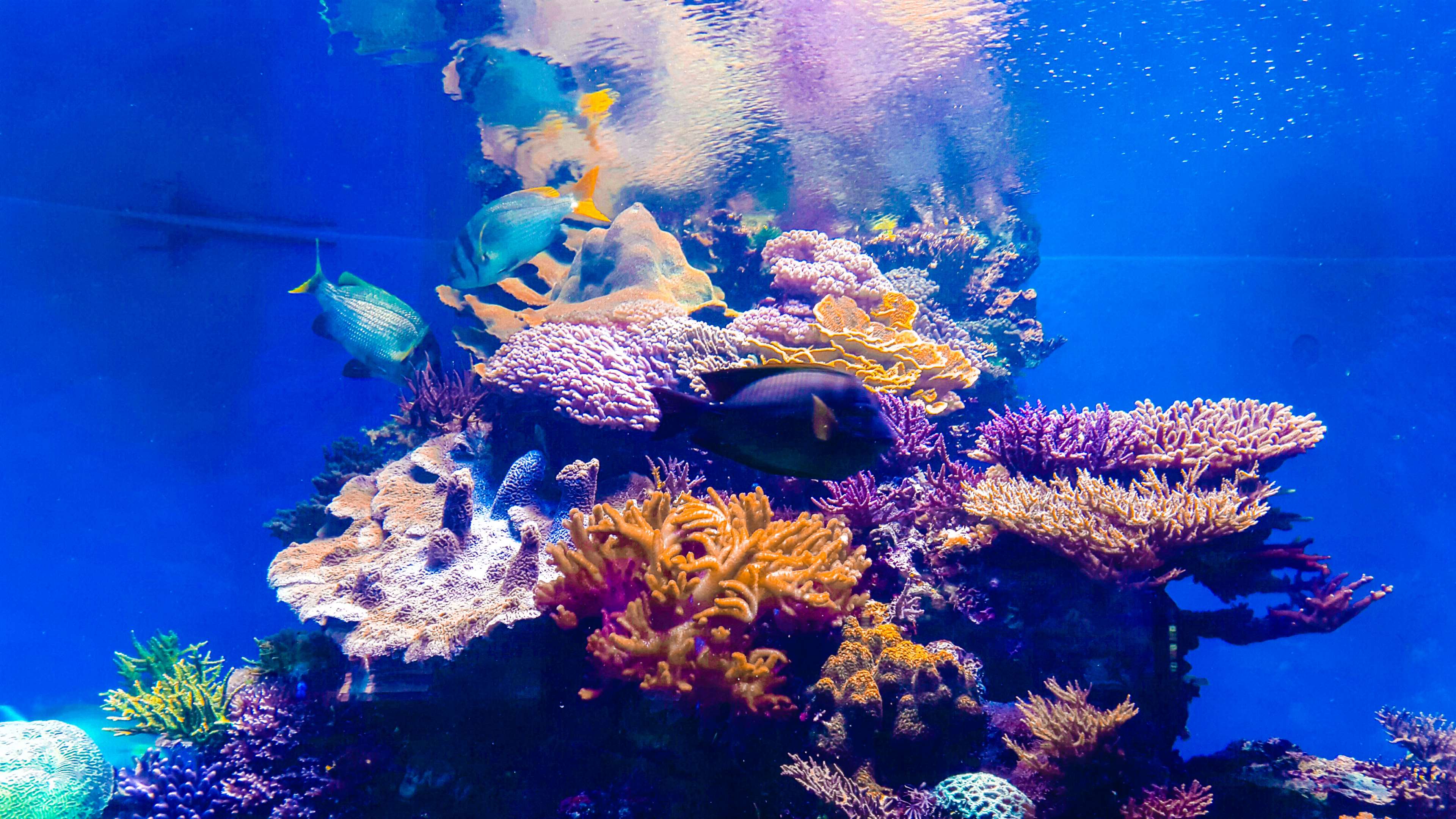 Aquarium with Corals and Fishes 4K HD Wallpaper