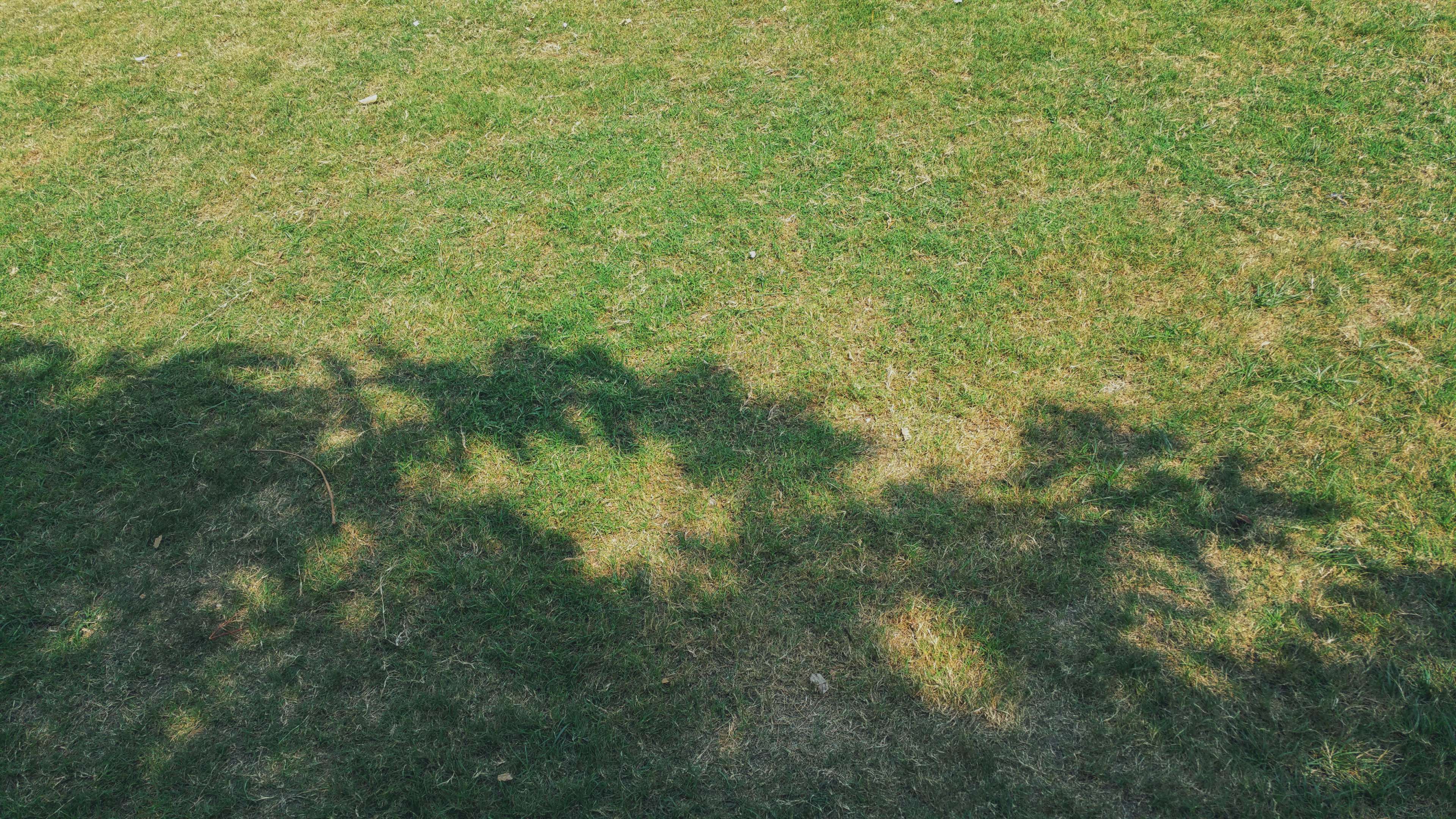 Grass field with tree shadows HD Wallpaper
