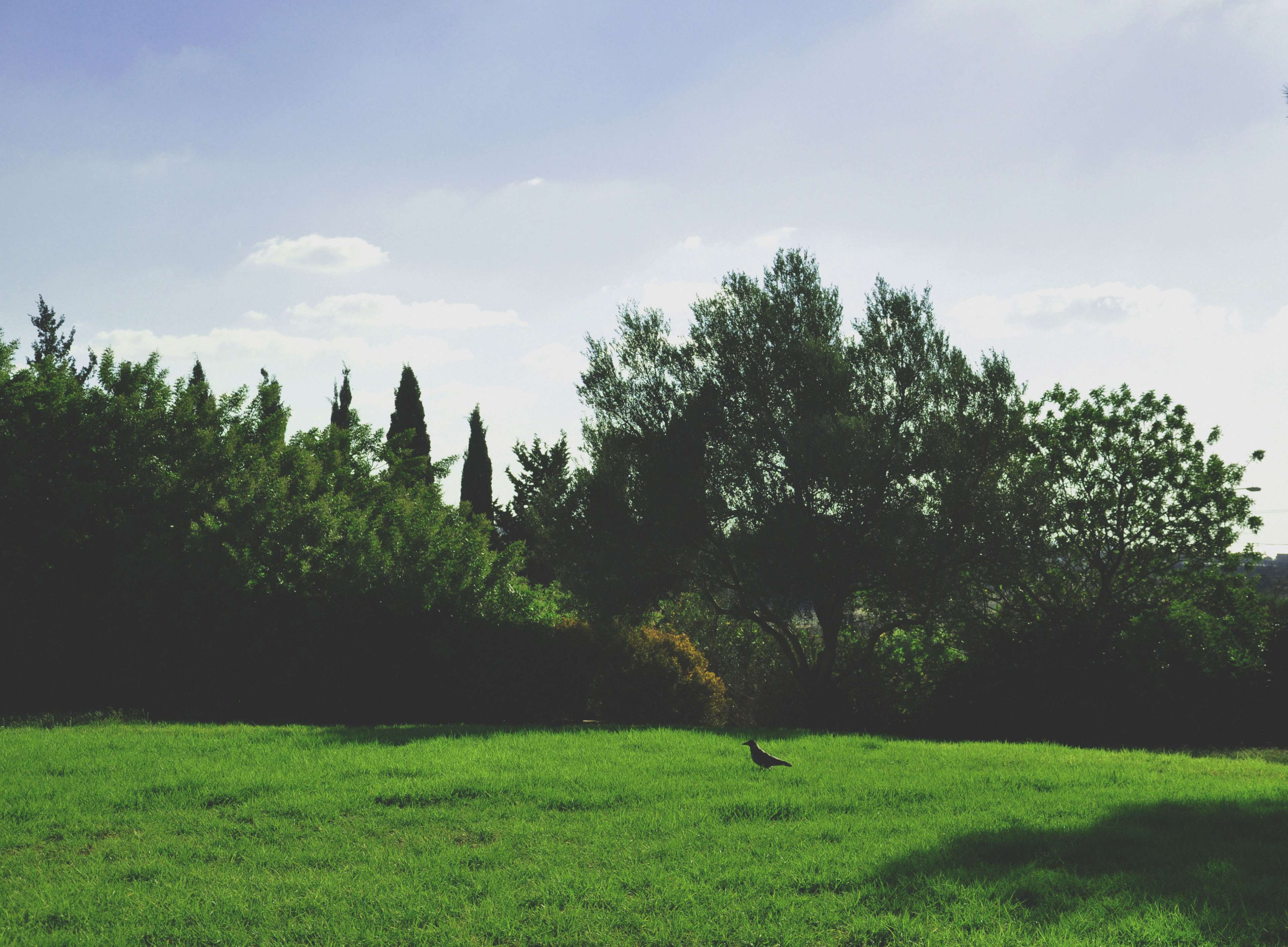 Bird in a grassy field with trees and sky HD Wallpaper
