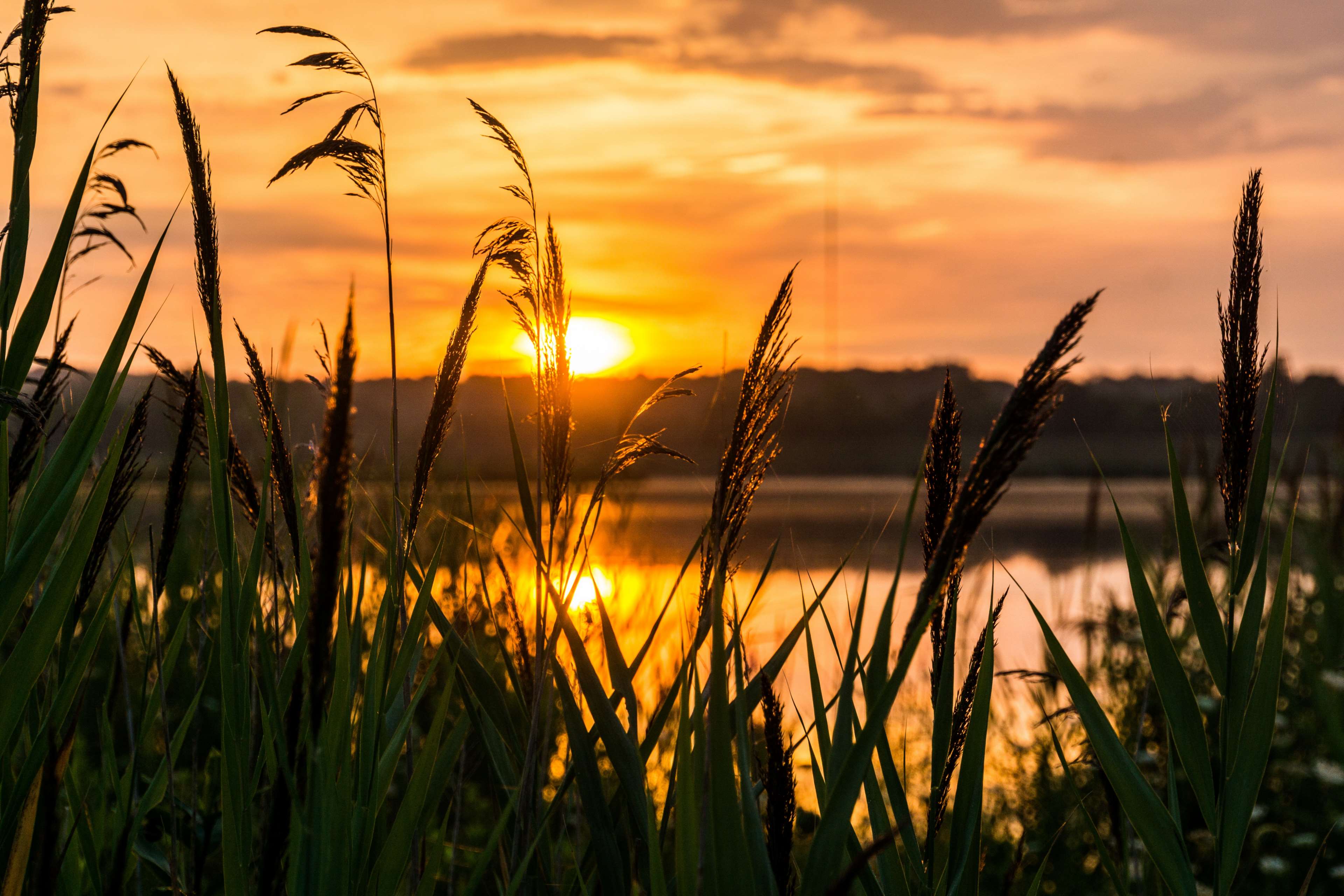 Tall grass silhouetted against a sunrise over a lake HD Wallpaper