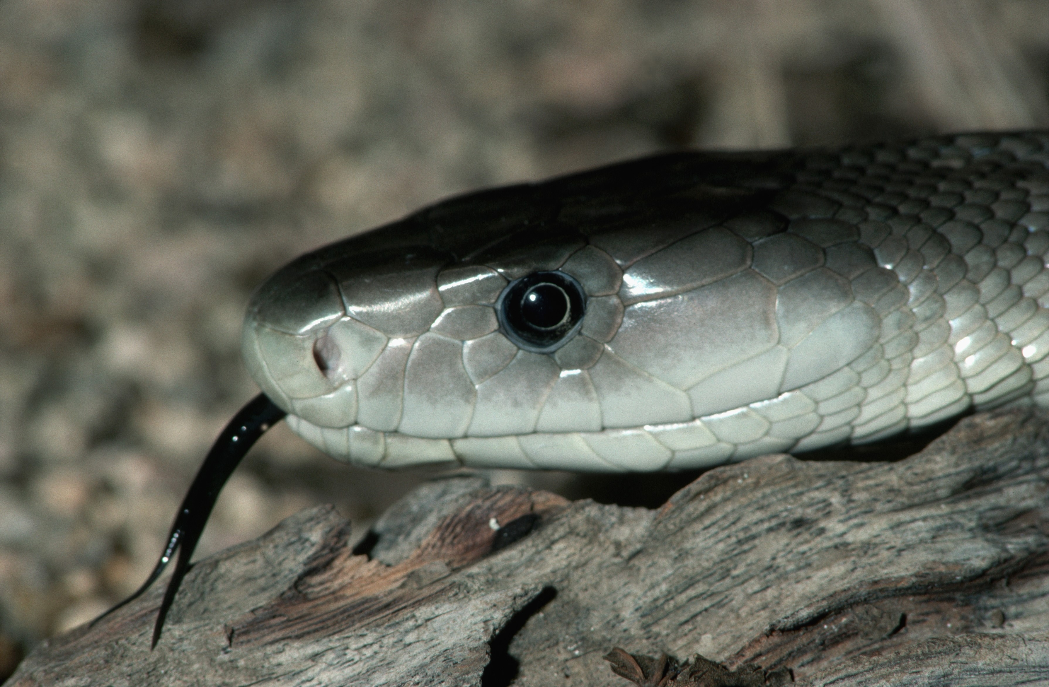 Close-up of a black mamba snake's head with tongue flicking HD Wallpaper