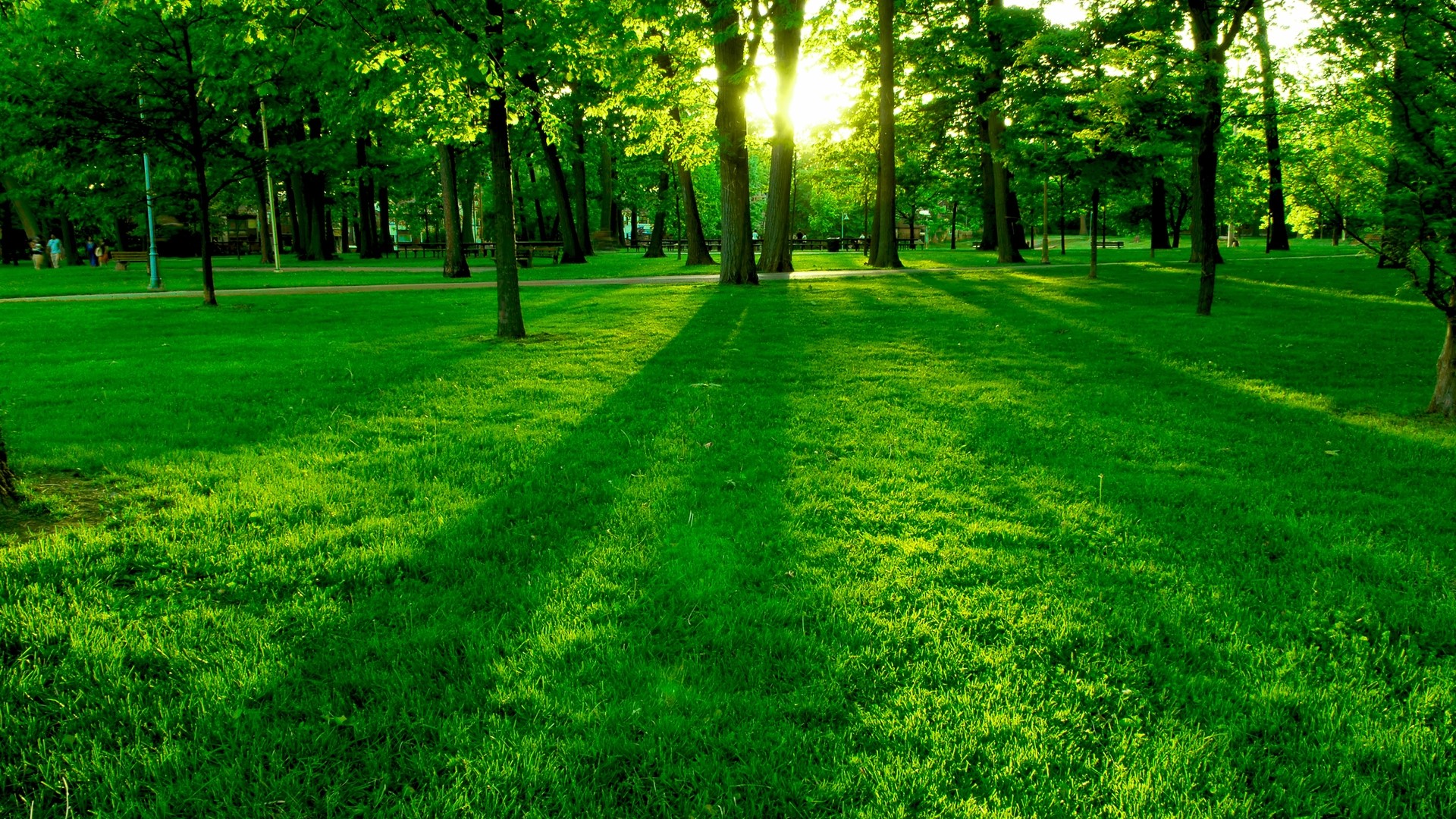 Park with green grass and trees HD Wallpaper