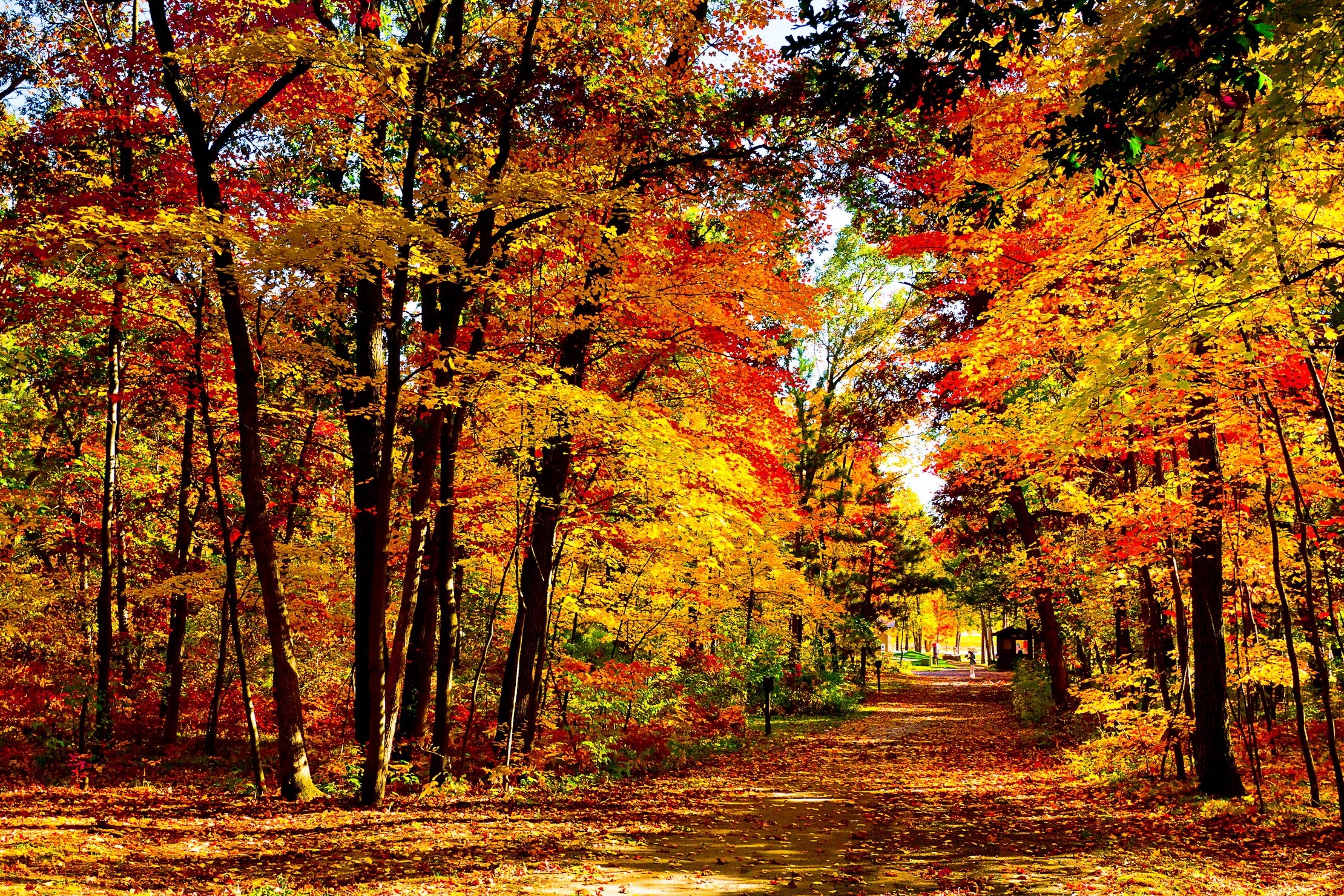 Autumn forest path with colorful fall foliage HD Wallpaper