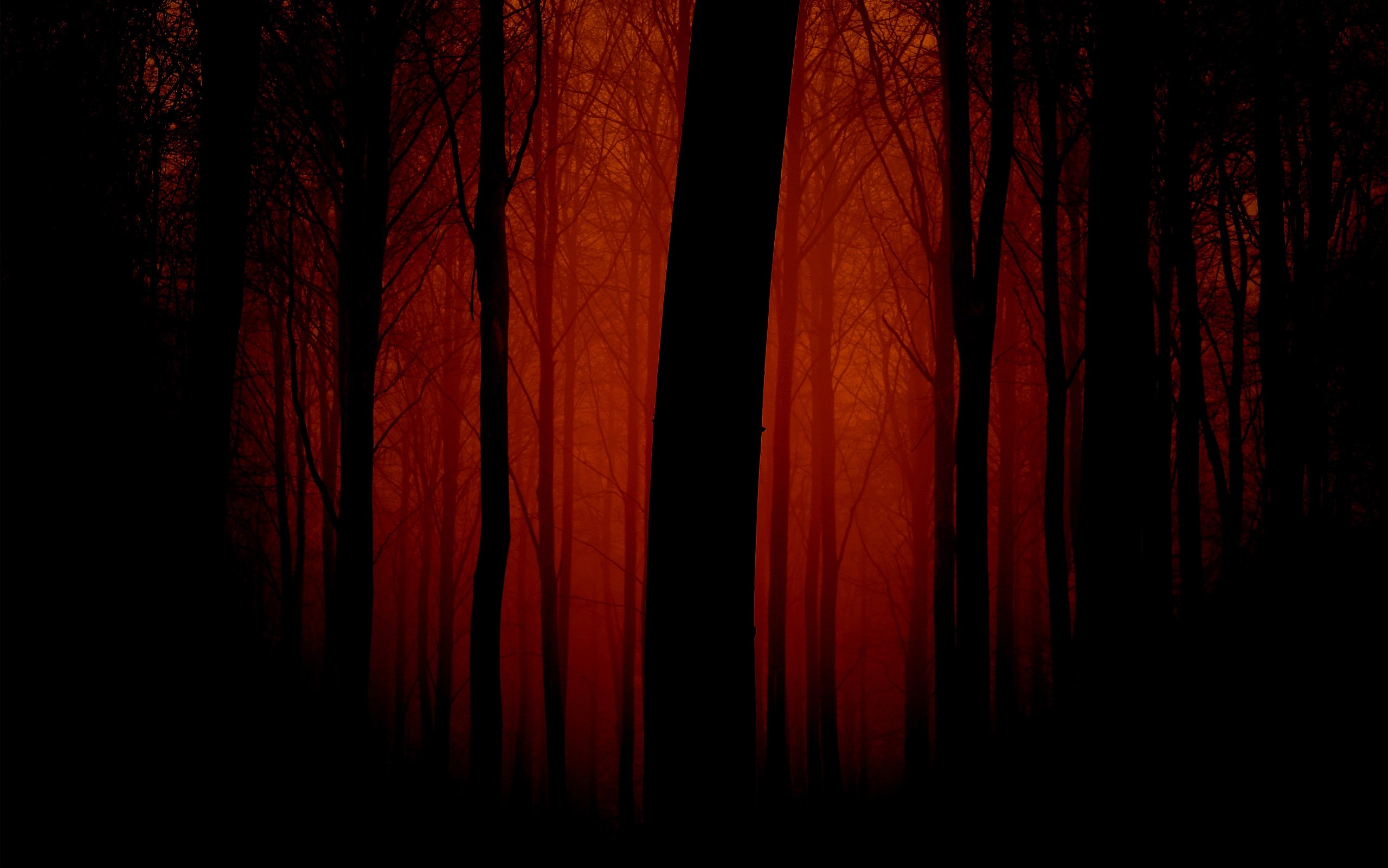 Misty Red Evening Forest Silhouettes HD Wallpaper