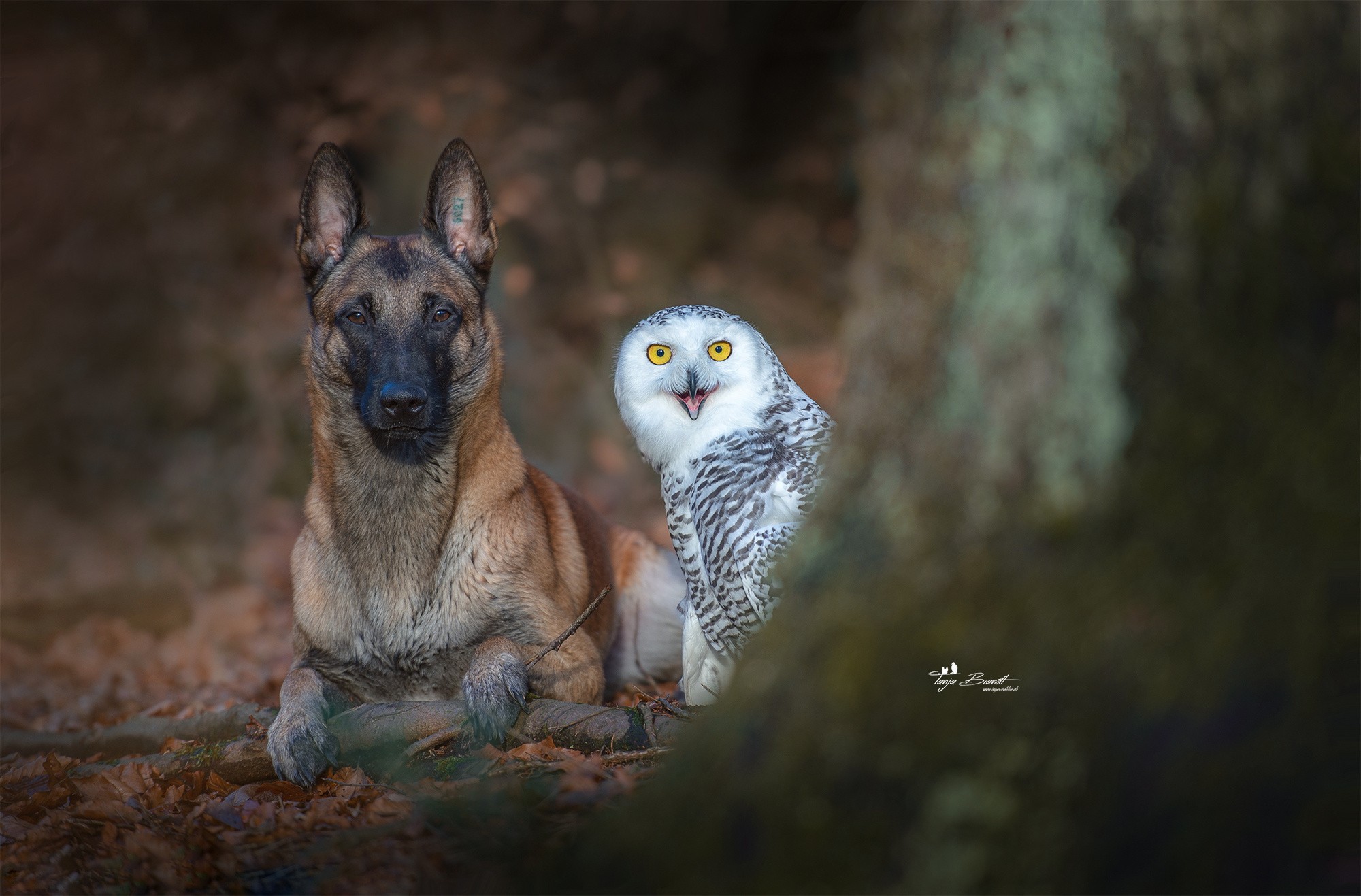 Belgian Malinois dog and Snowy Owl in forest HD Wallpaper
