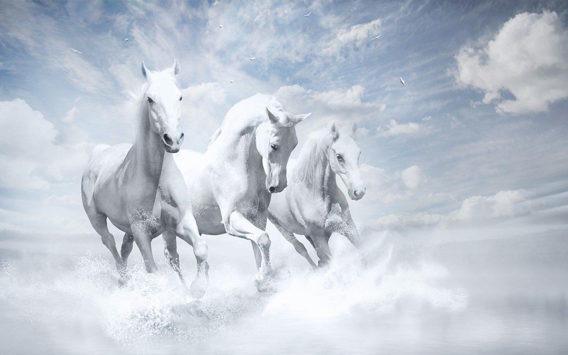 Three white horses running through water HD Wallpaper