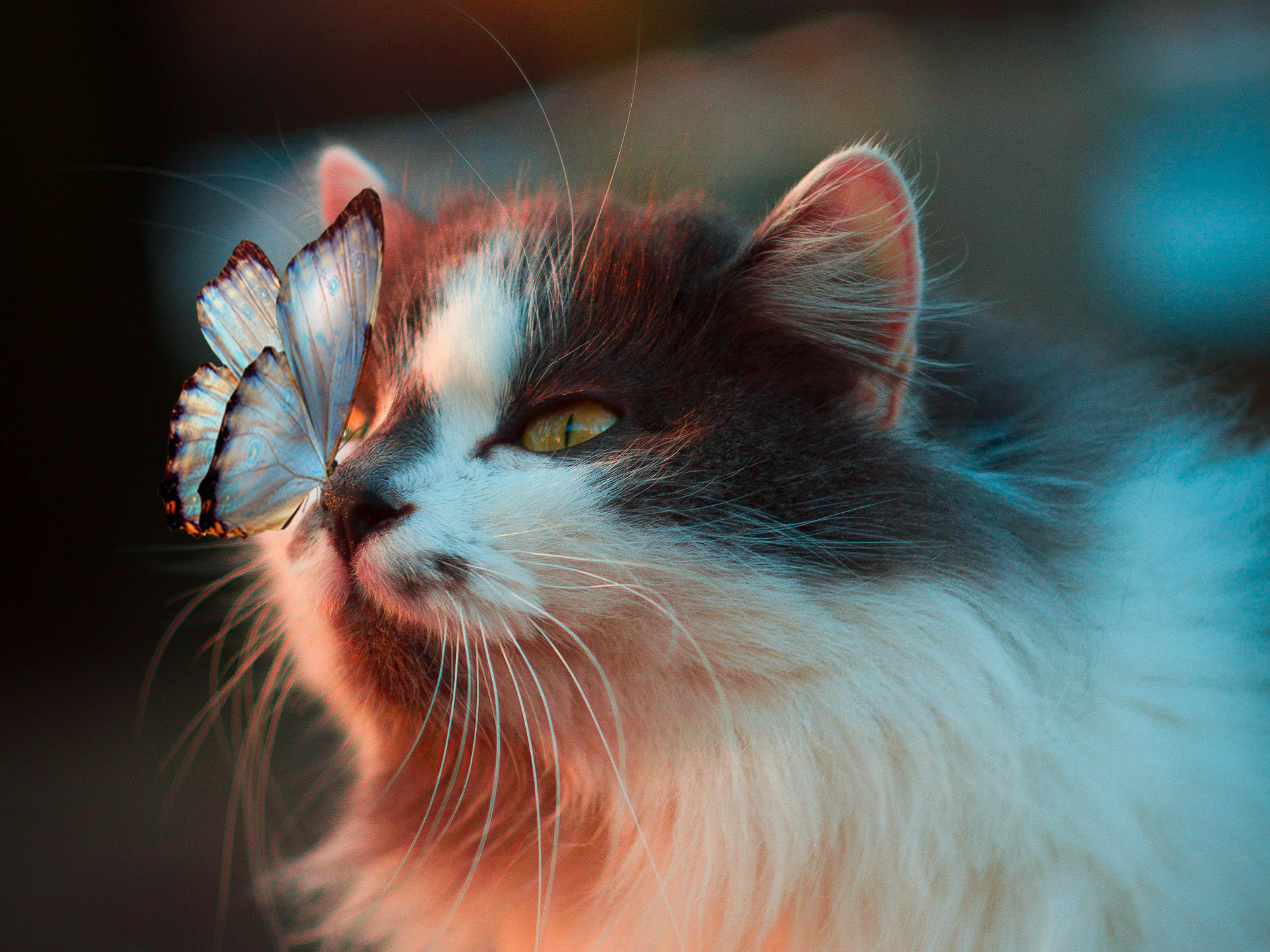 Cat with Butterfly on Nose in Soft Light HD Wallpaper
