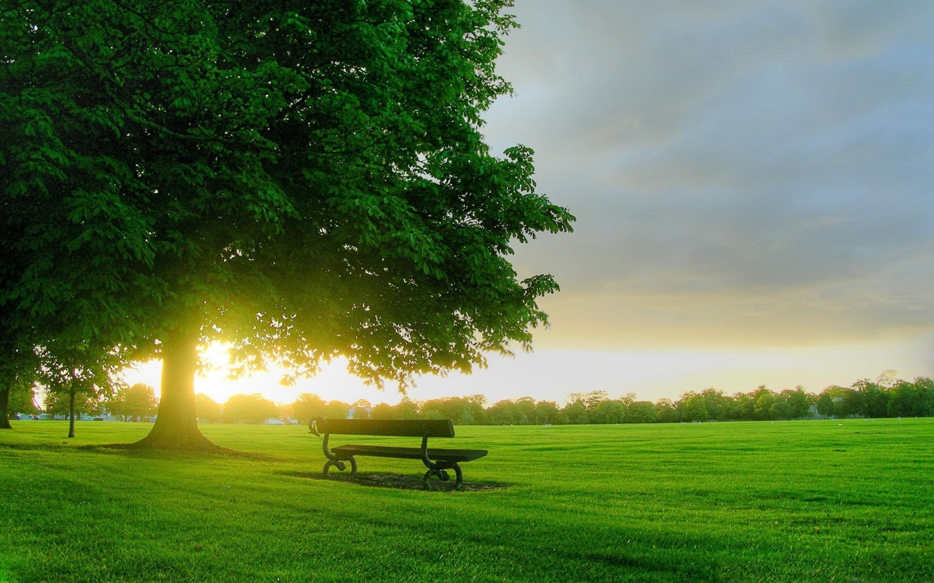 Park bench under a large tree at sunset HD Wallpaper