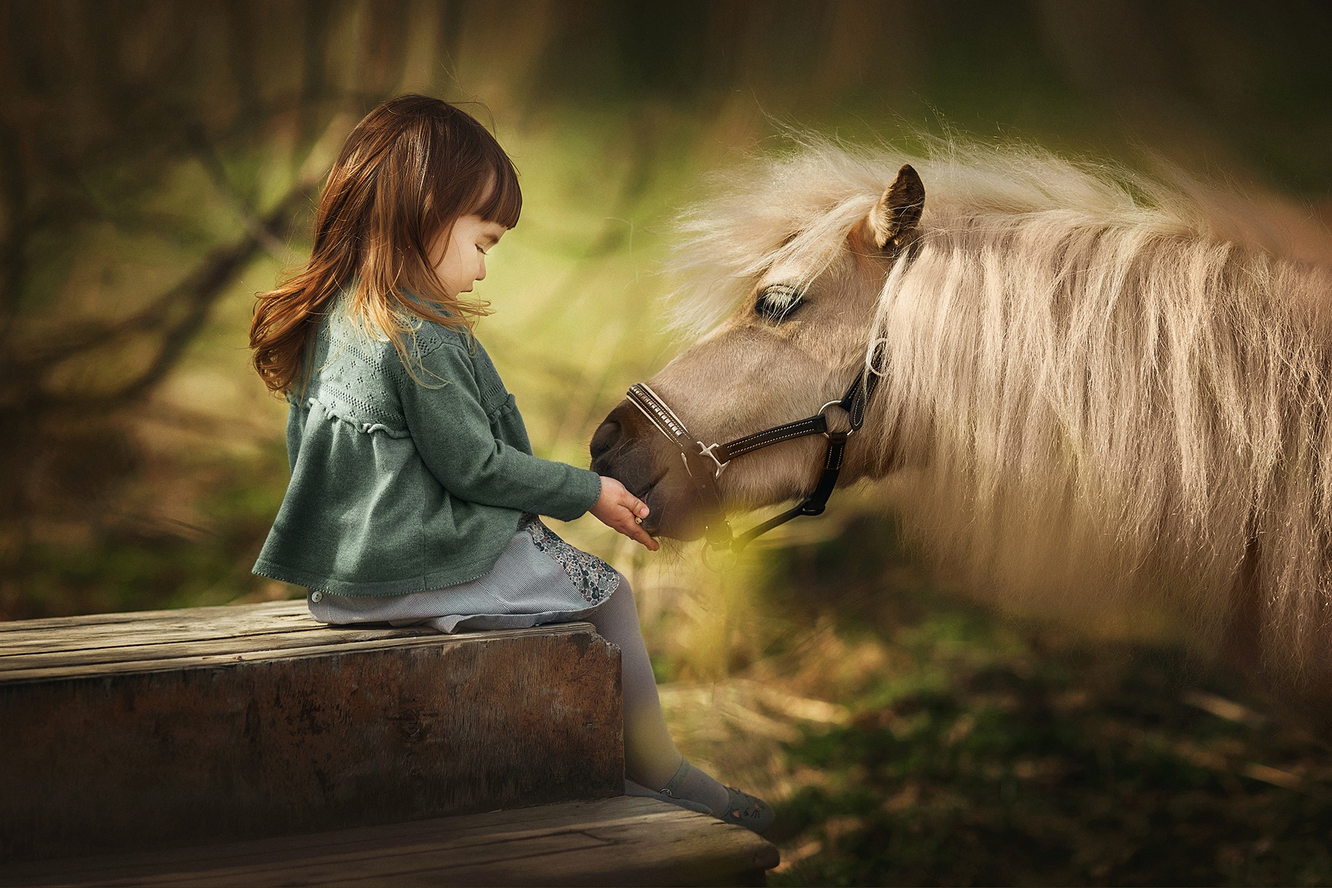 Girl feeding a horse HD Wallpaper