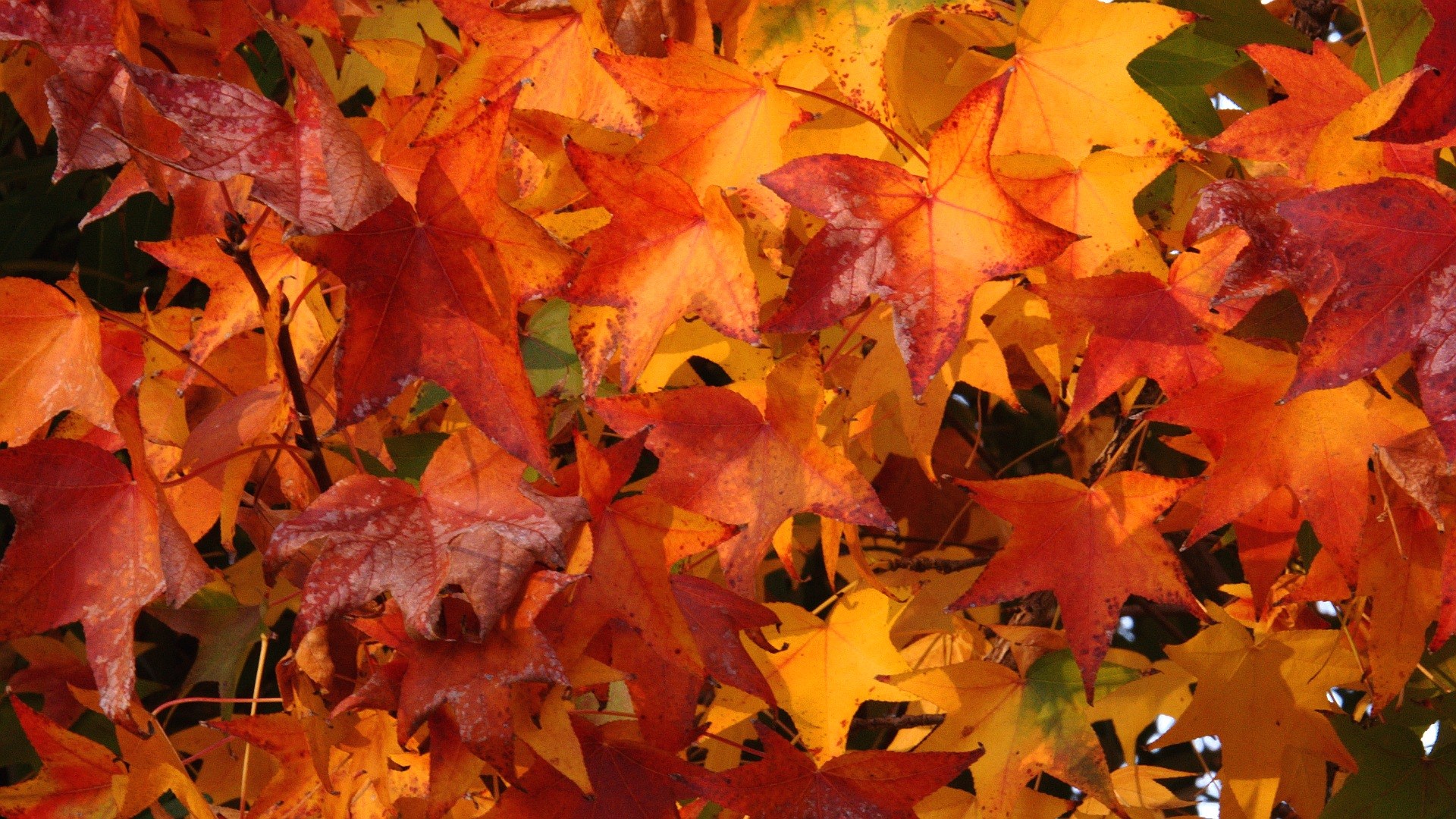 Autumn leaves in red, orange, and yellow HD Wallpaper