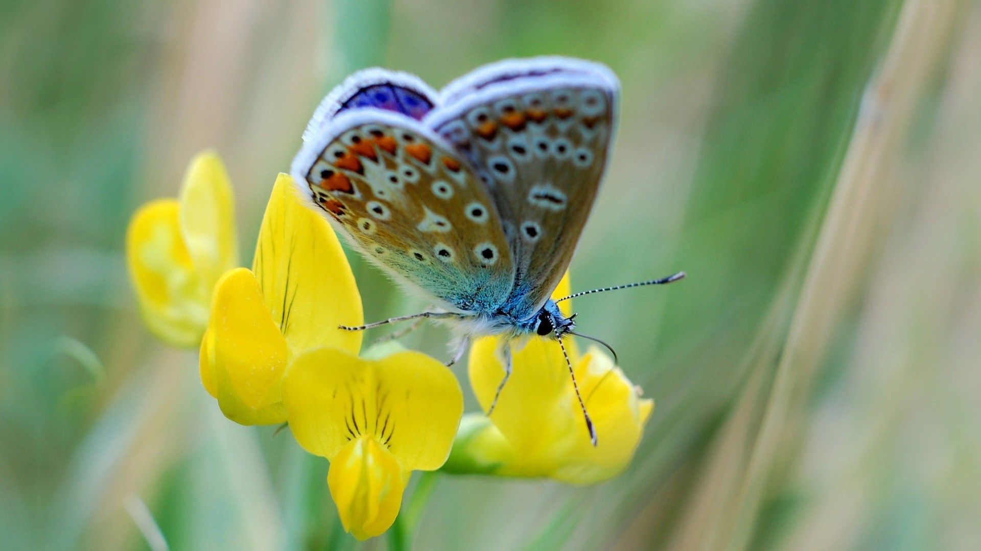 Close-up of a butterfly on yellow flowers HD Wallpaper