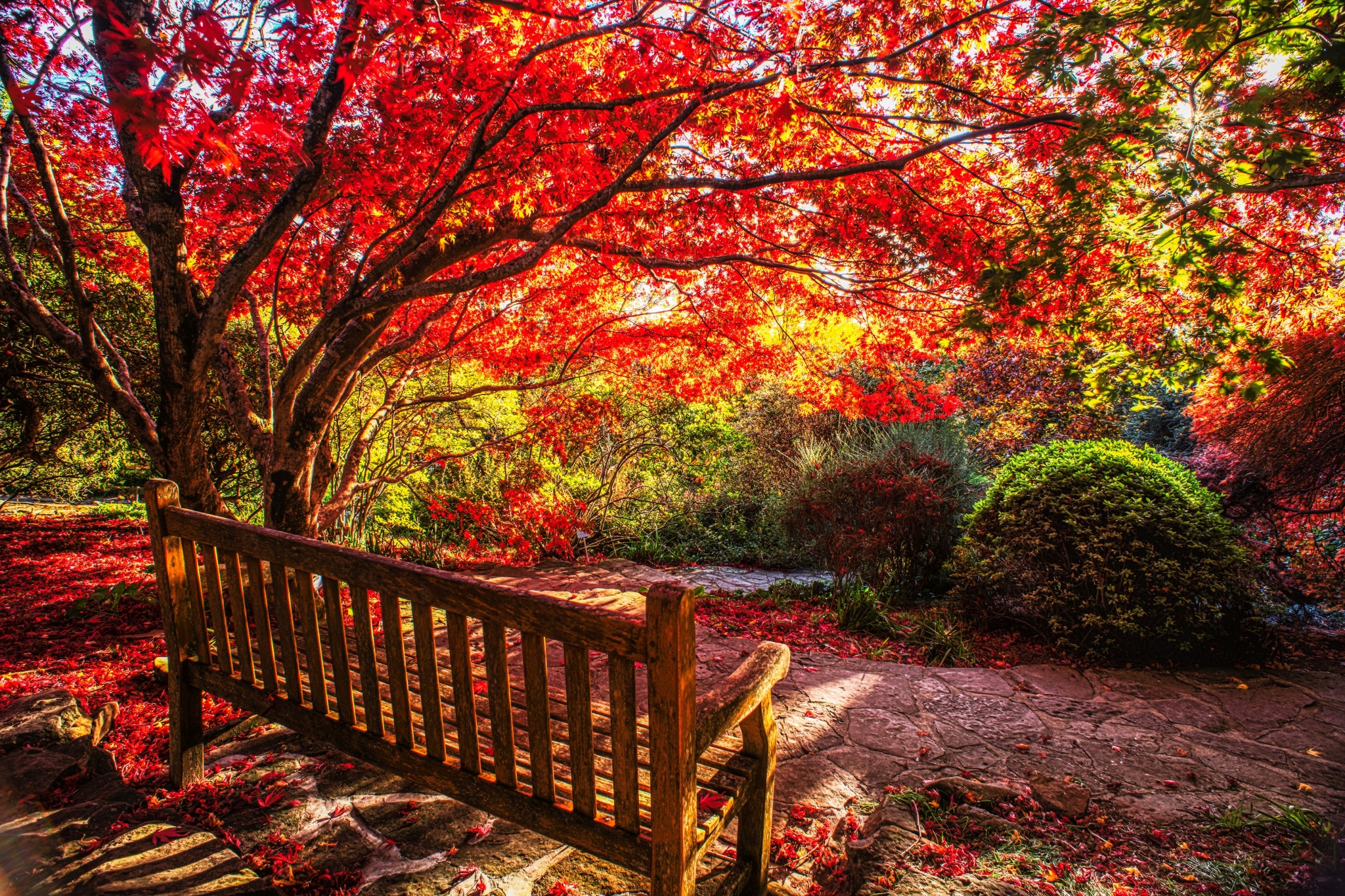Autumn park bench with red maple leaves HD Wallpaper