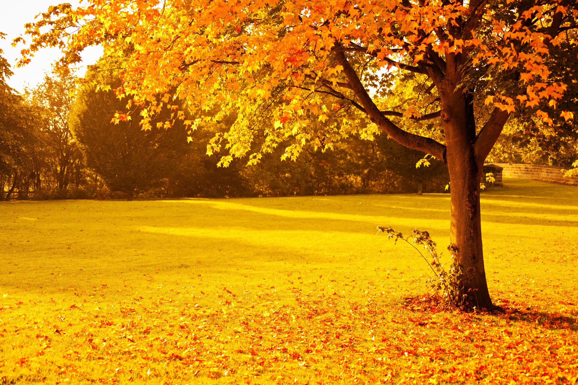 Autumn tree with golden leaves and fallen foliage HD Wallpaper