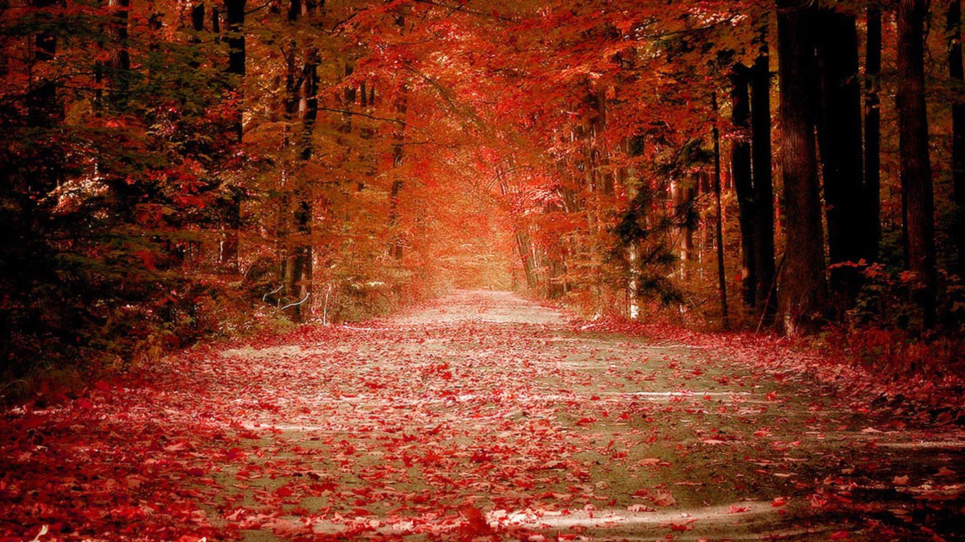 Autumn forest path covered in red leaves HD Wallpaper