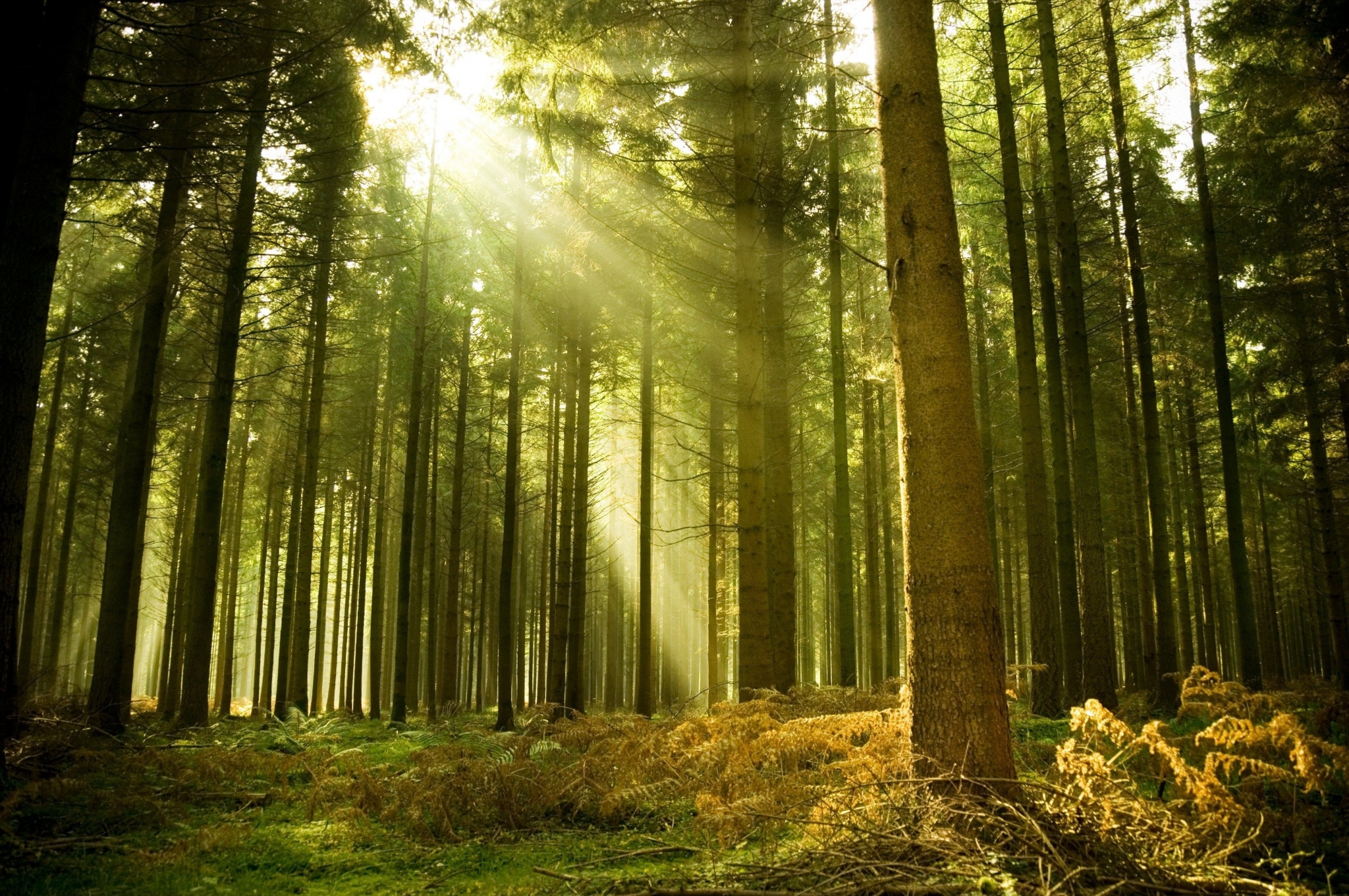Sunbeams in a dense forest HD Wallpaper