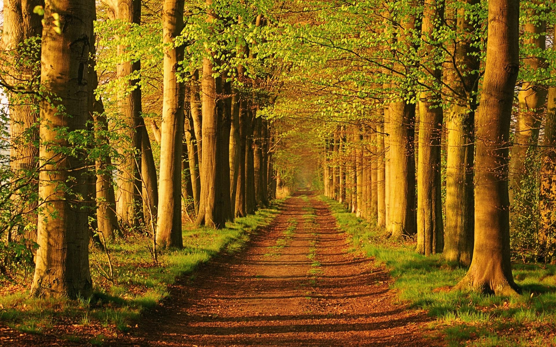 Forest path with trees and sunlight HD Wallpaper