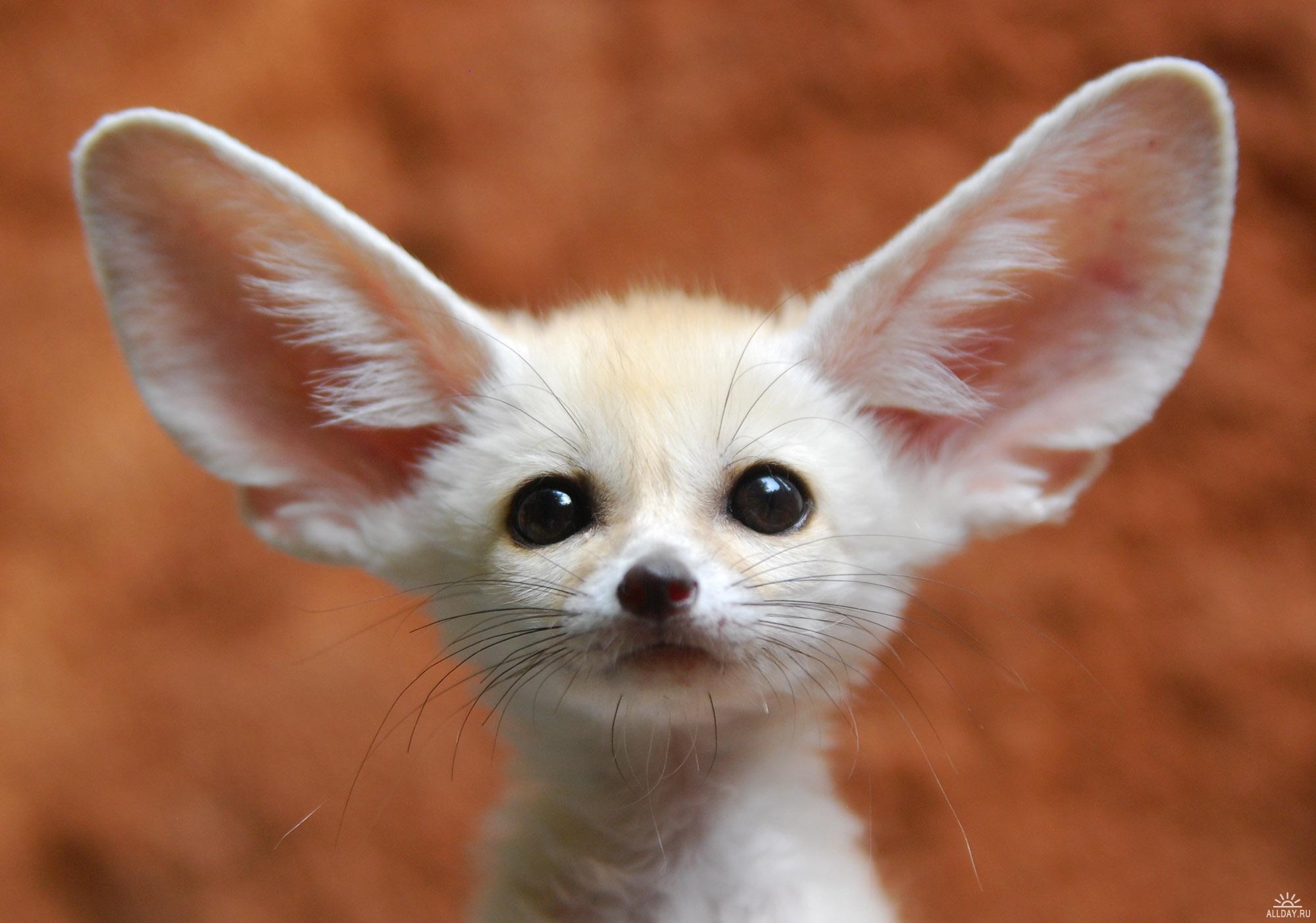 Fennec fox with large ears HD Wallpaper