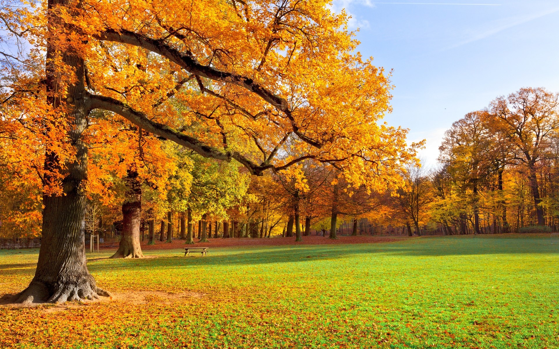 Autumn park with colorful trees and fallen leaves HD Wallpaper
