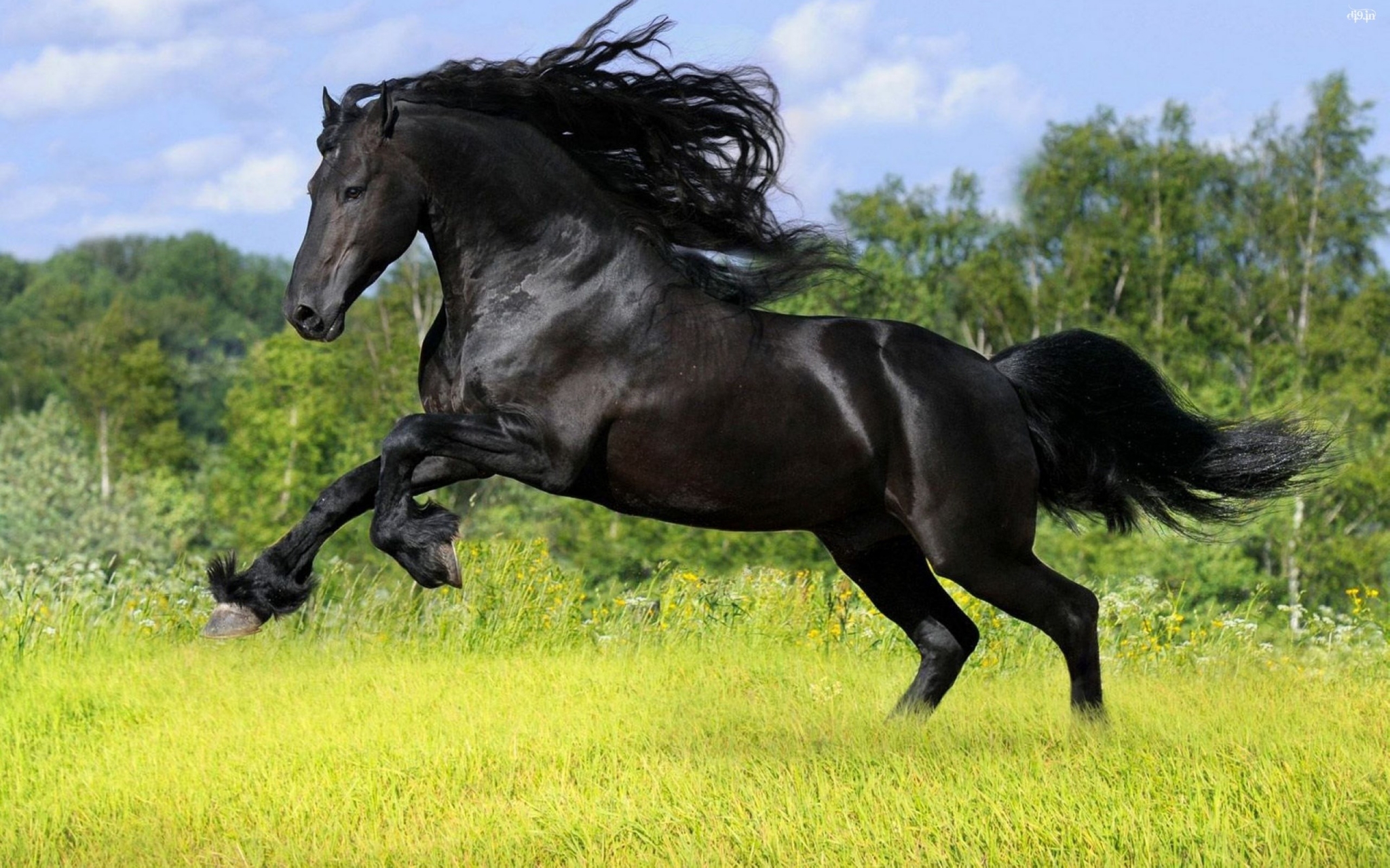 Black Friesian horse running in a field HD Wallpaper