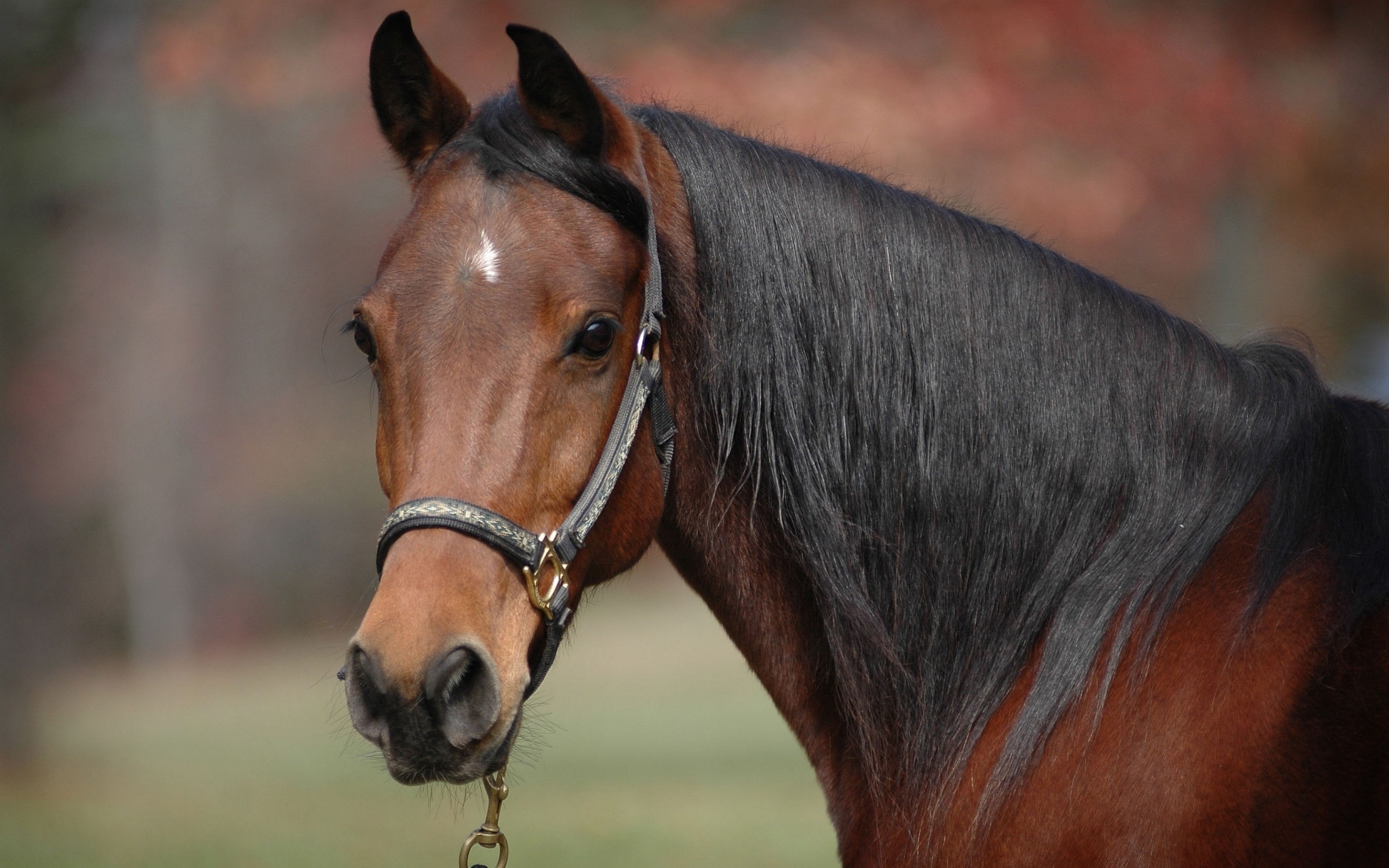 Brown horse with black mane and halter HD Wallpaper