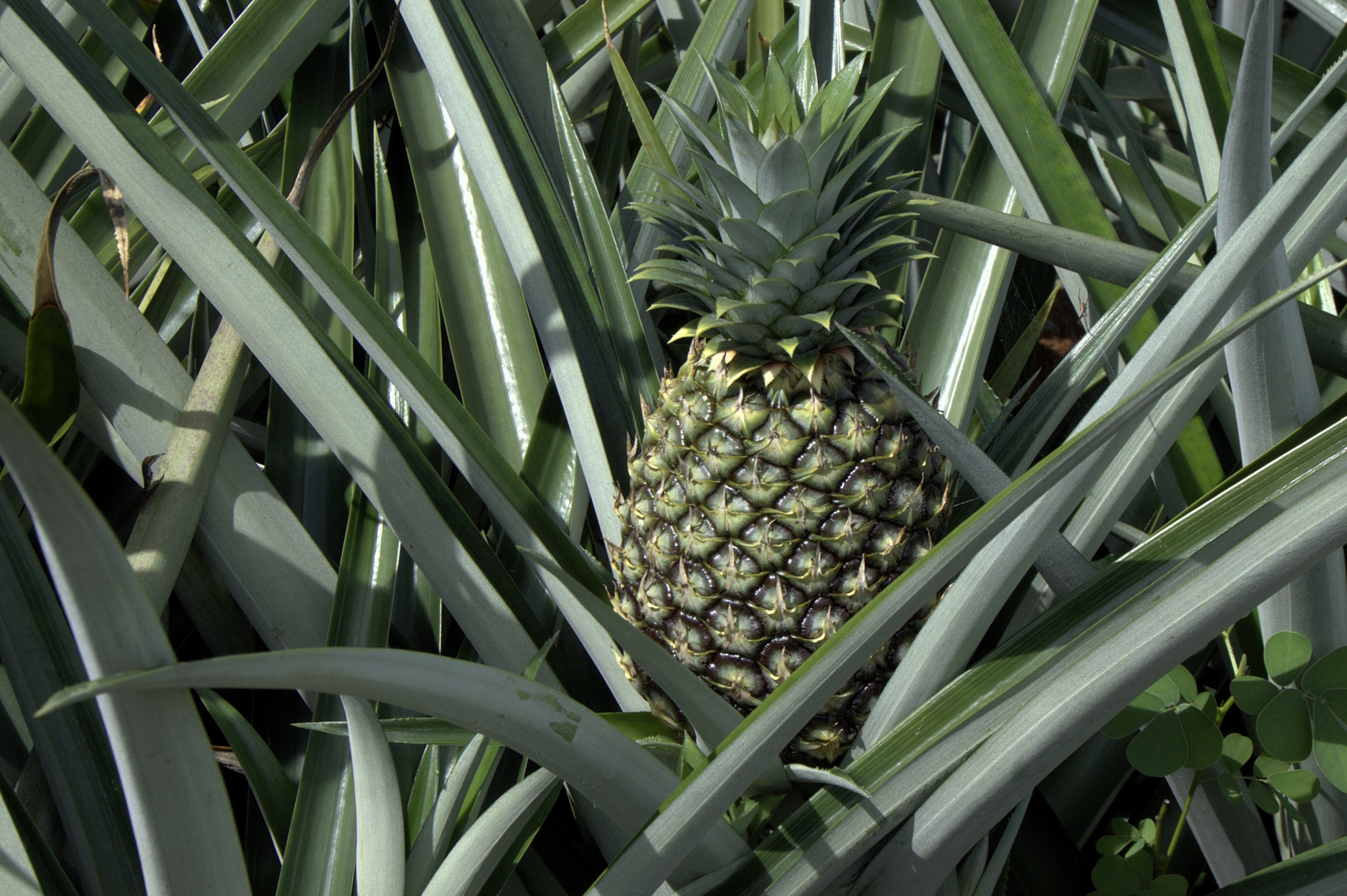 Pineapple growing on a plant HD Wallpaper