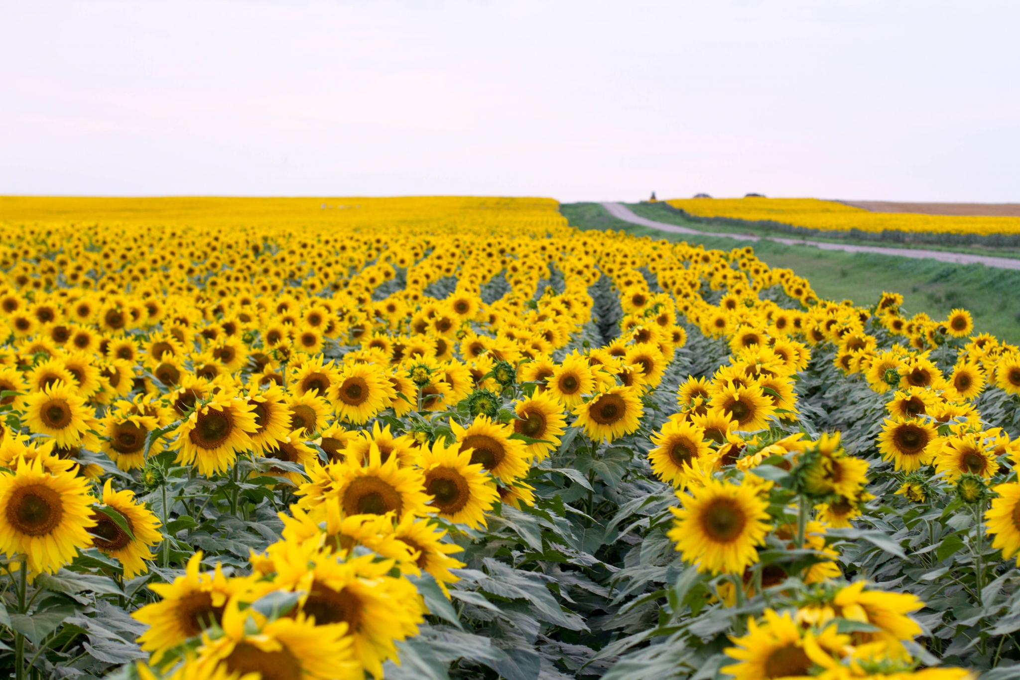 Field of Sunflowers with a Road HD Wallpaper