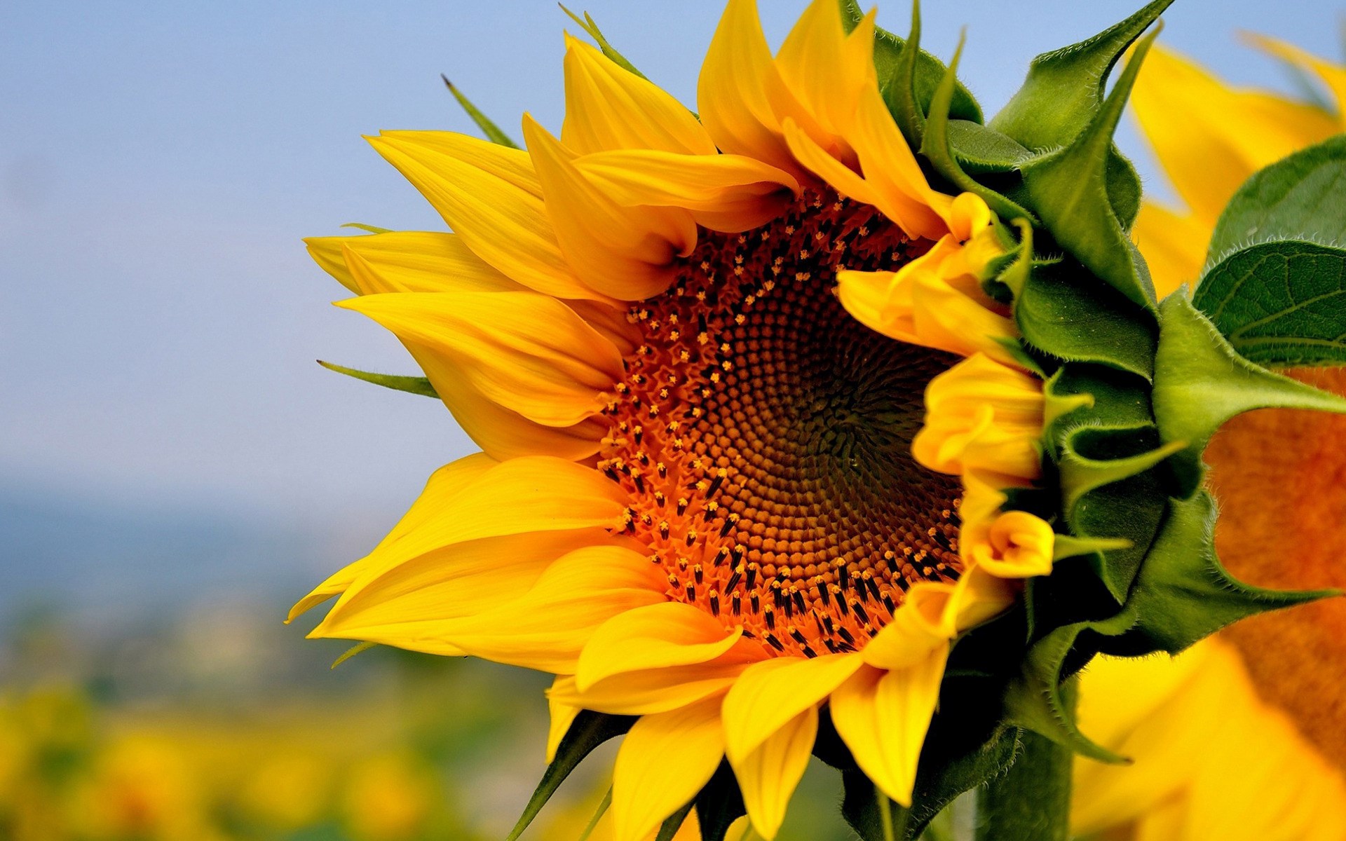 Close-up of a sunflower in a field HD Wallpaper