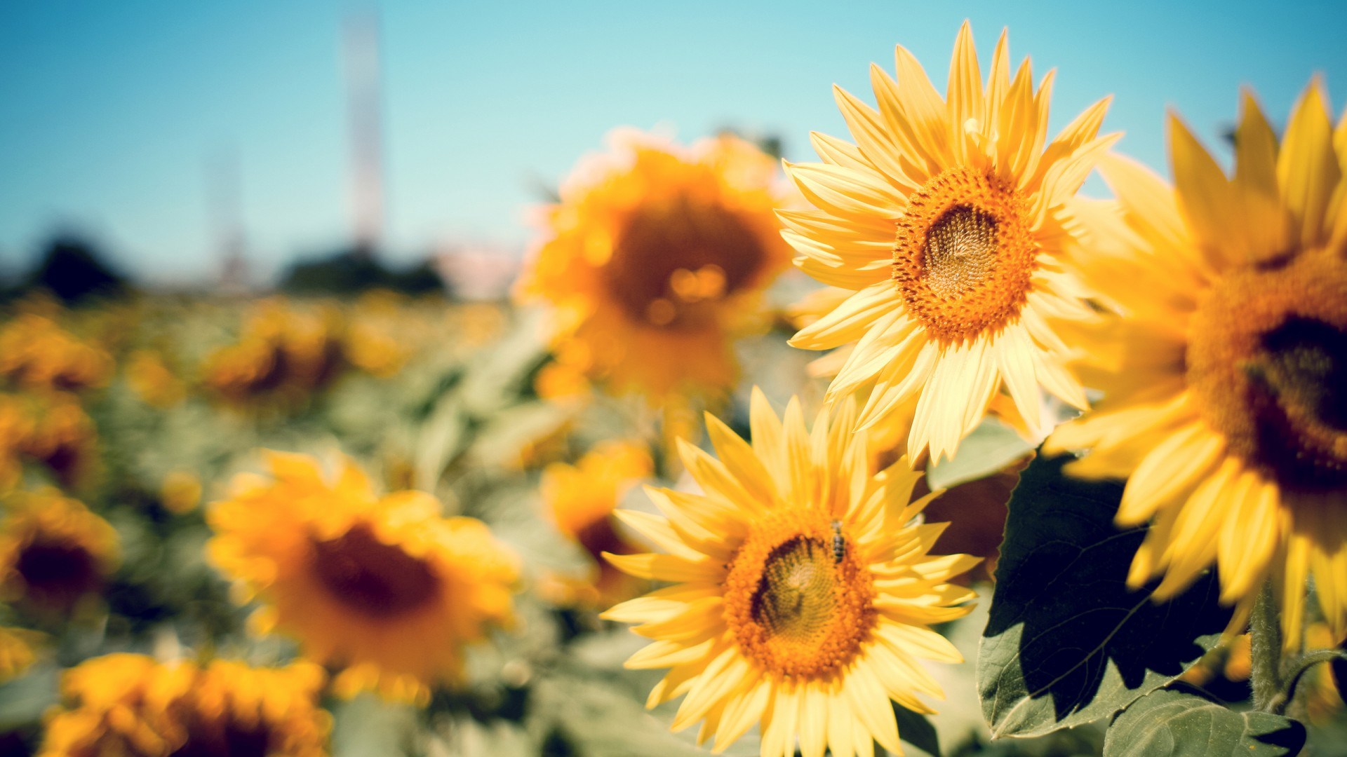Field of sunflowers under a blue sky HD Wallpaper