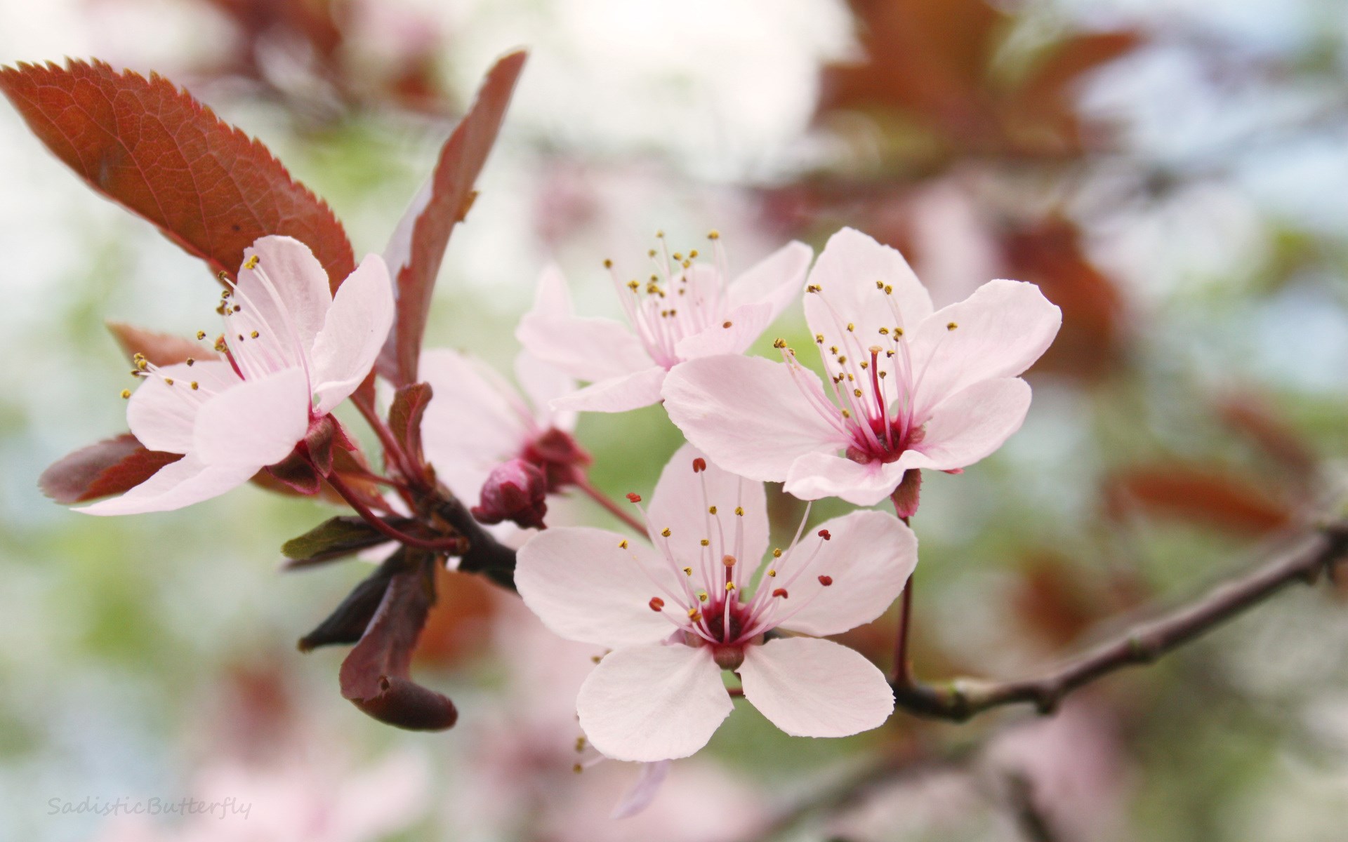 Pink cherry blossoms on a branch HD Wallpaper