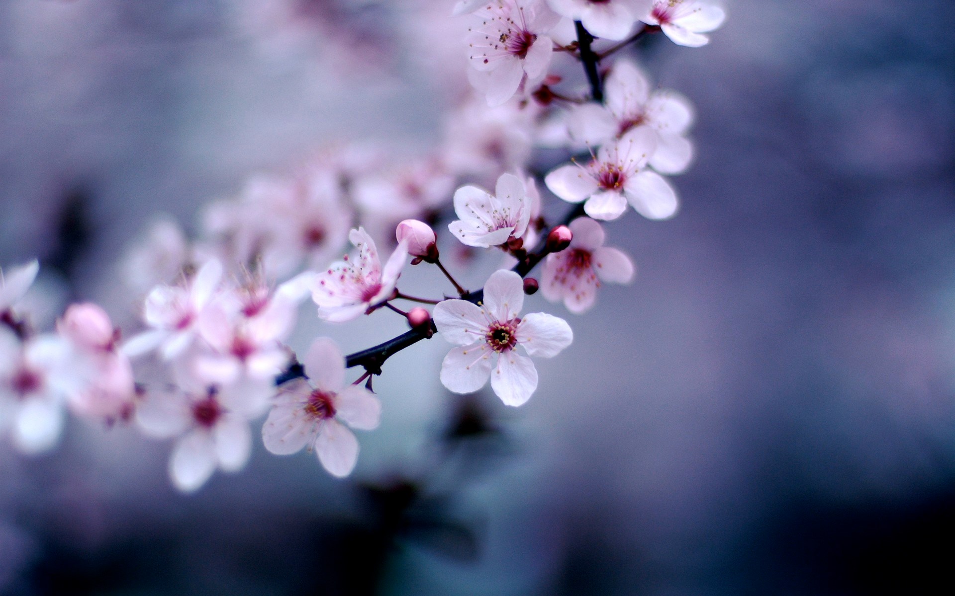 Cherry blossoms on a branch HD Wallpaper
