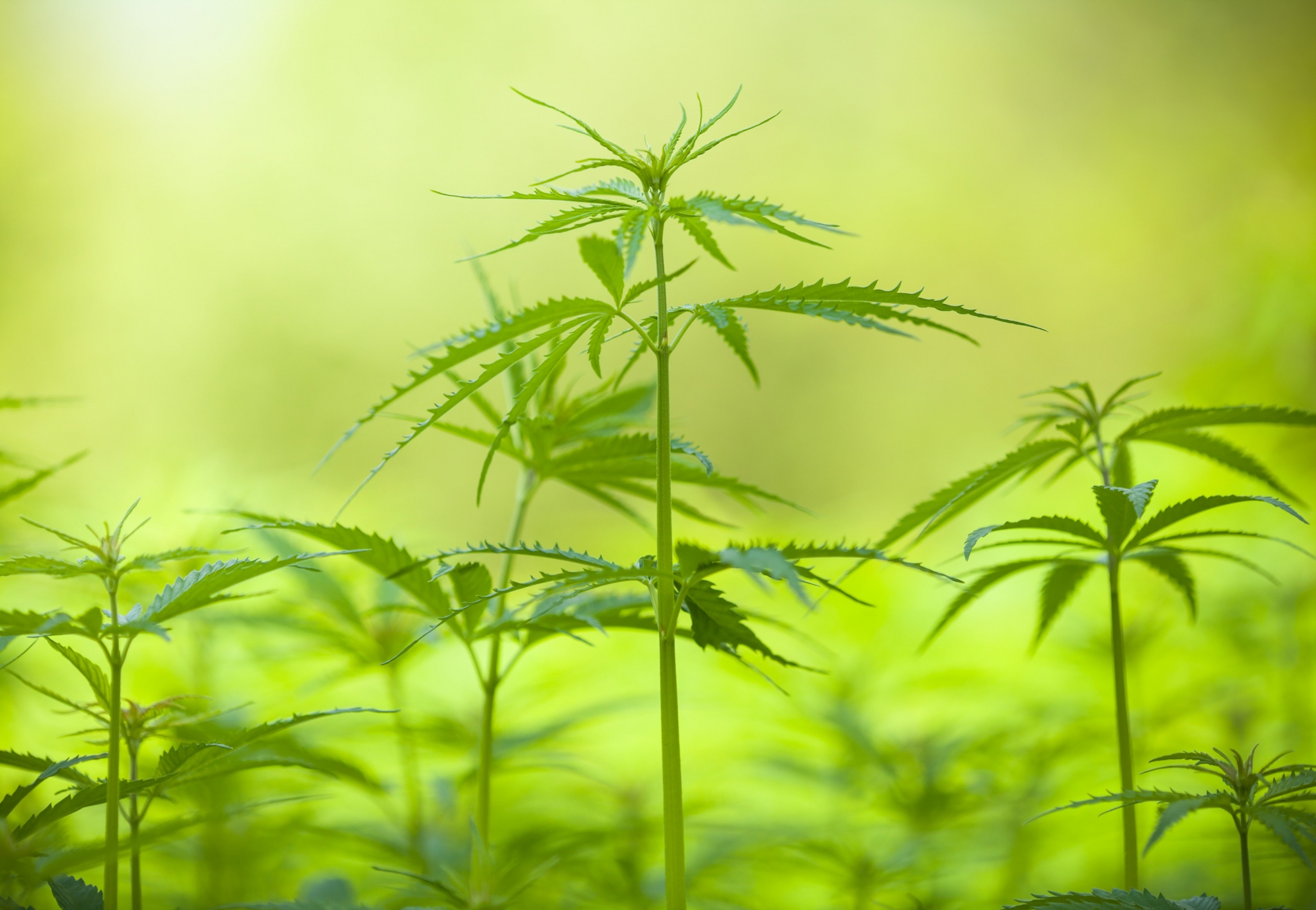 Cannabis plants growing in a field HD Wallpaper