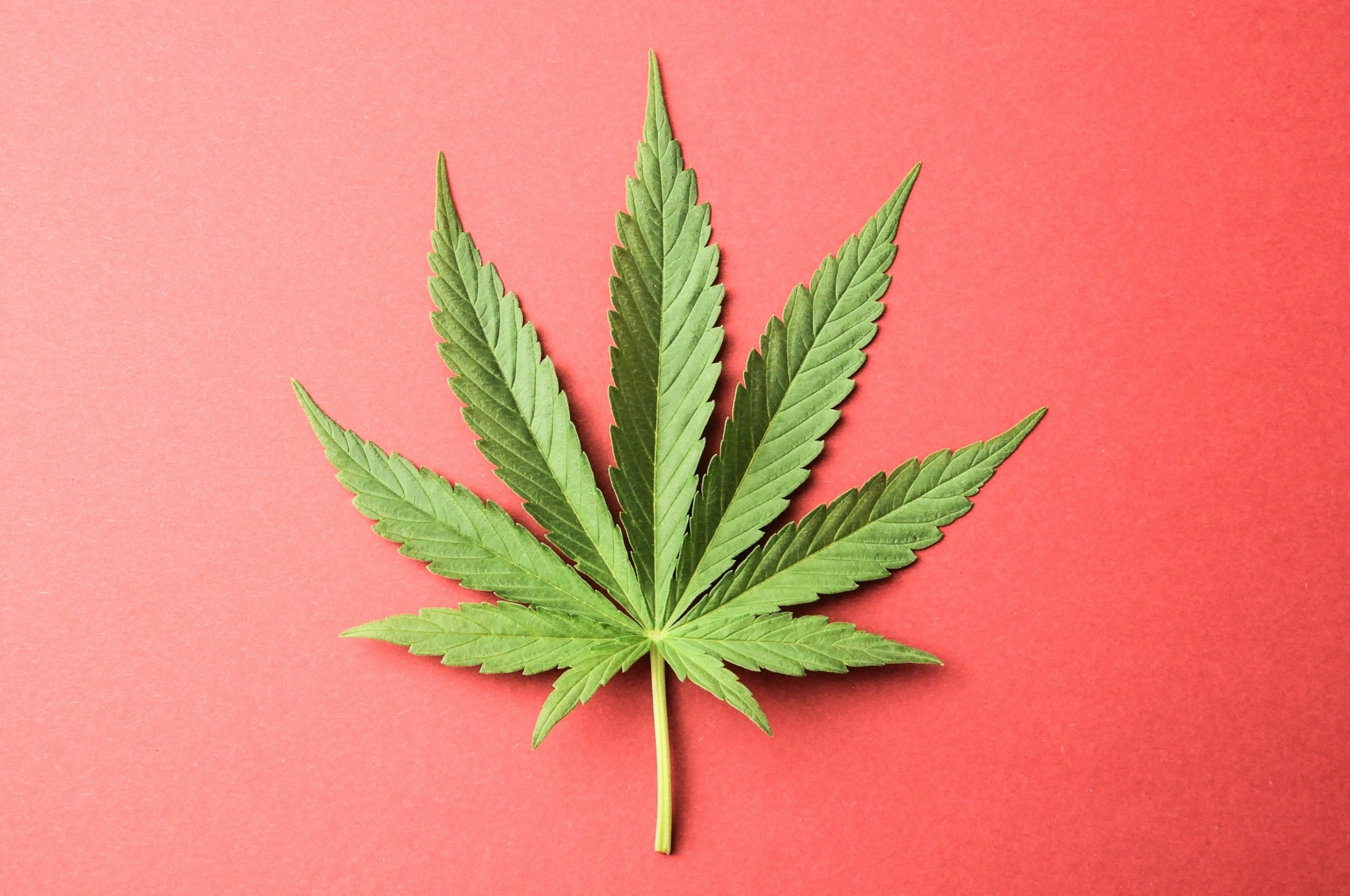 Marijuana leaf on red background HD Wallpaper