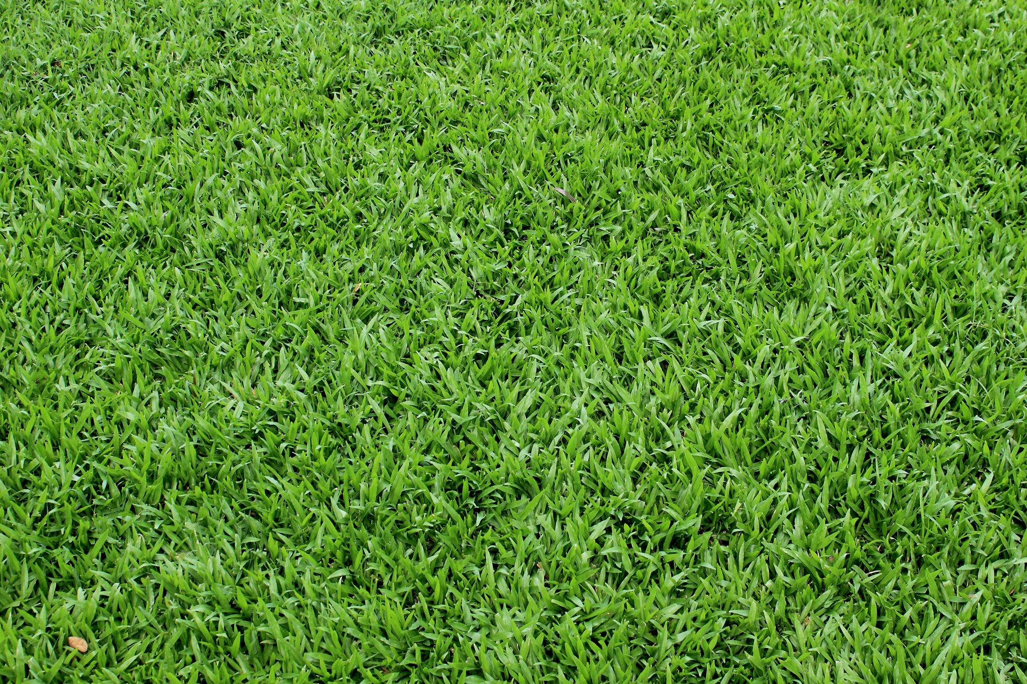 Green grass texture HD Wallpaper
