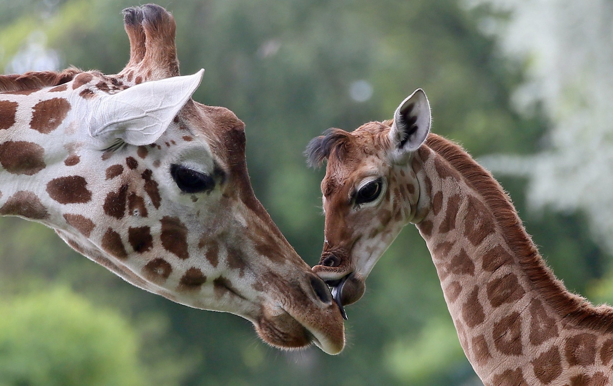 Two giraffes, one adult and one young, interacting HD Wallpaper