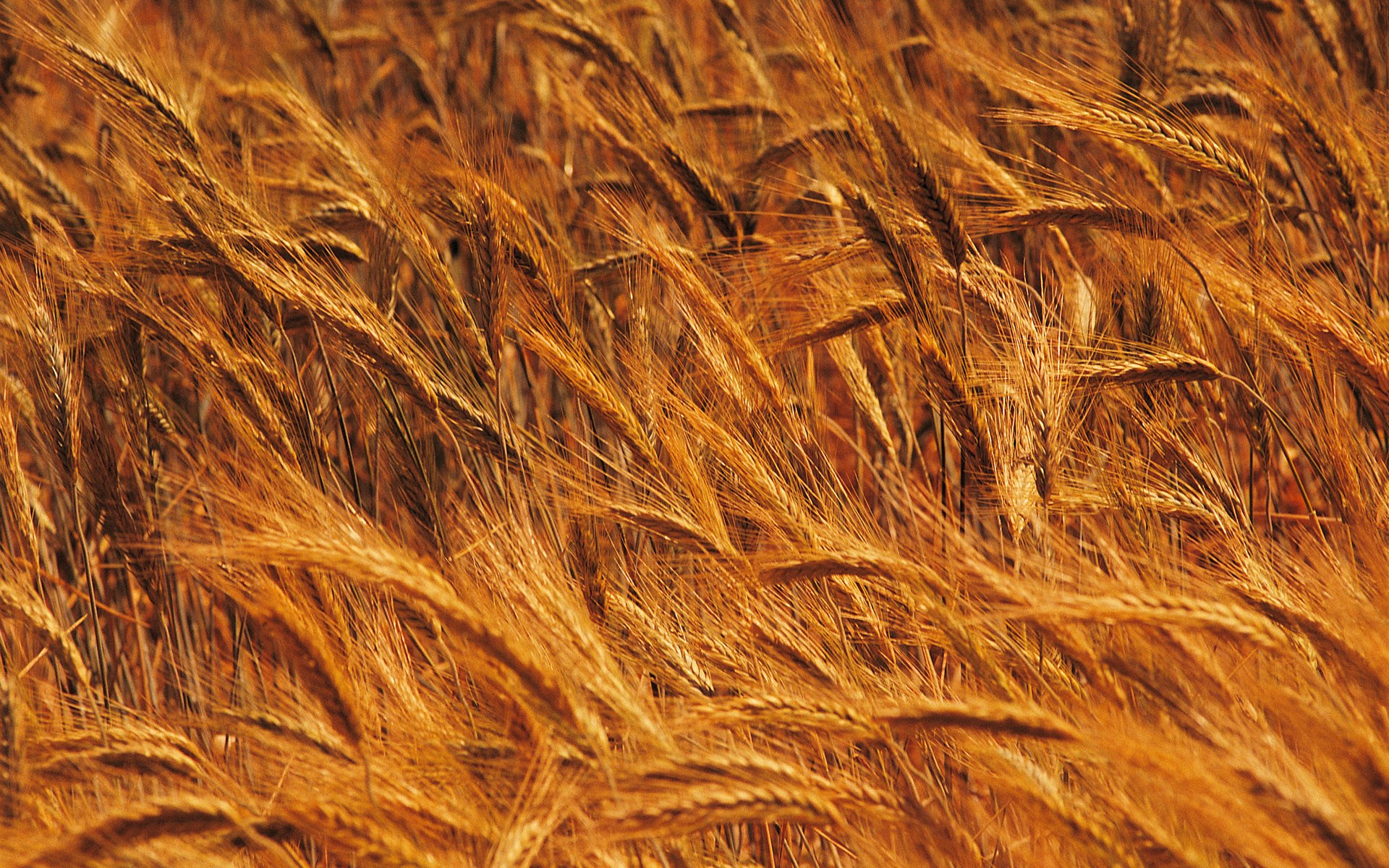 Field of golden wheat stalks swaying HD Wallpaper