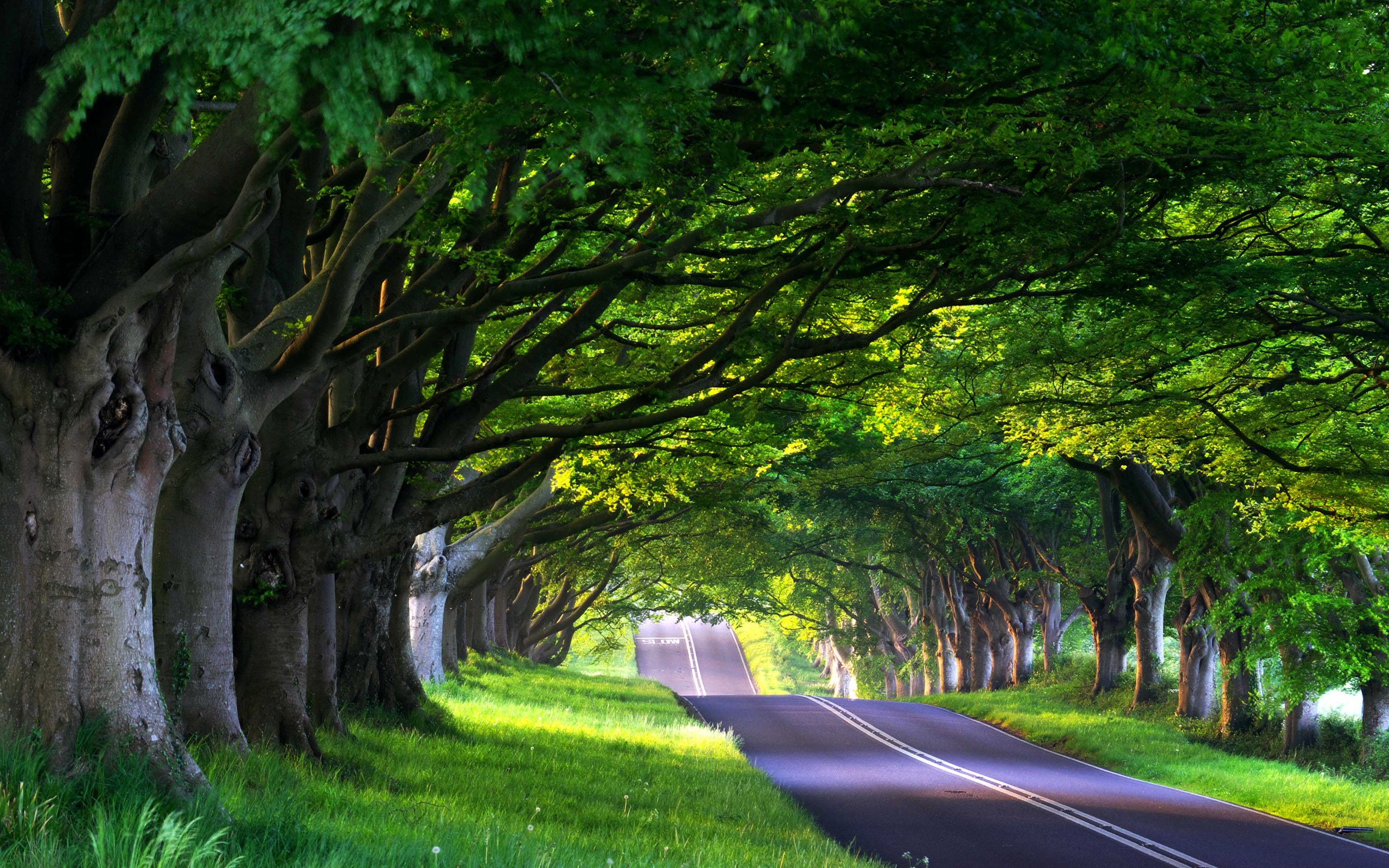 Road lined with trees HD Wallpaper