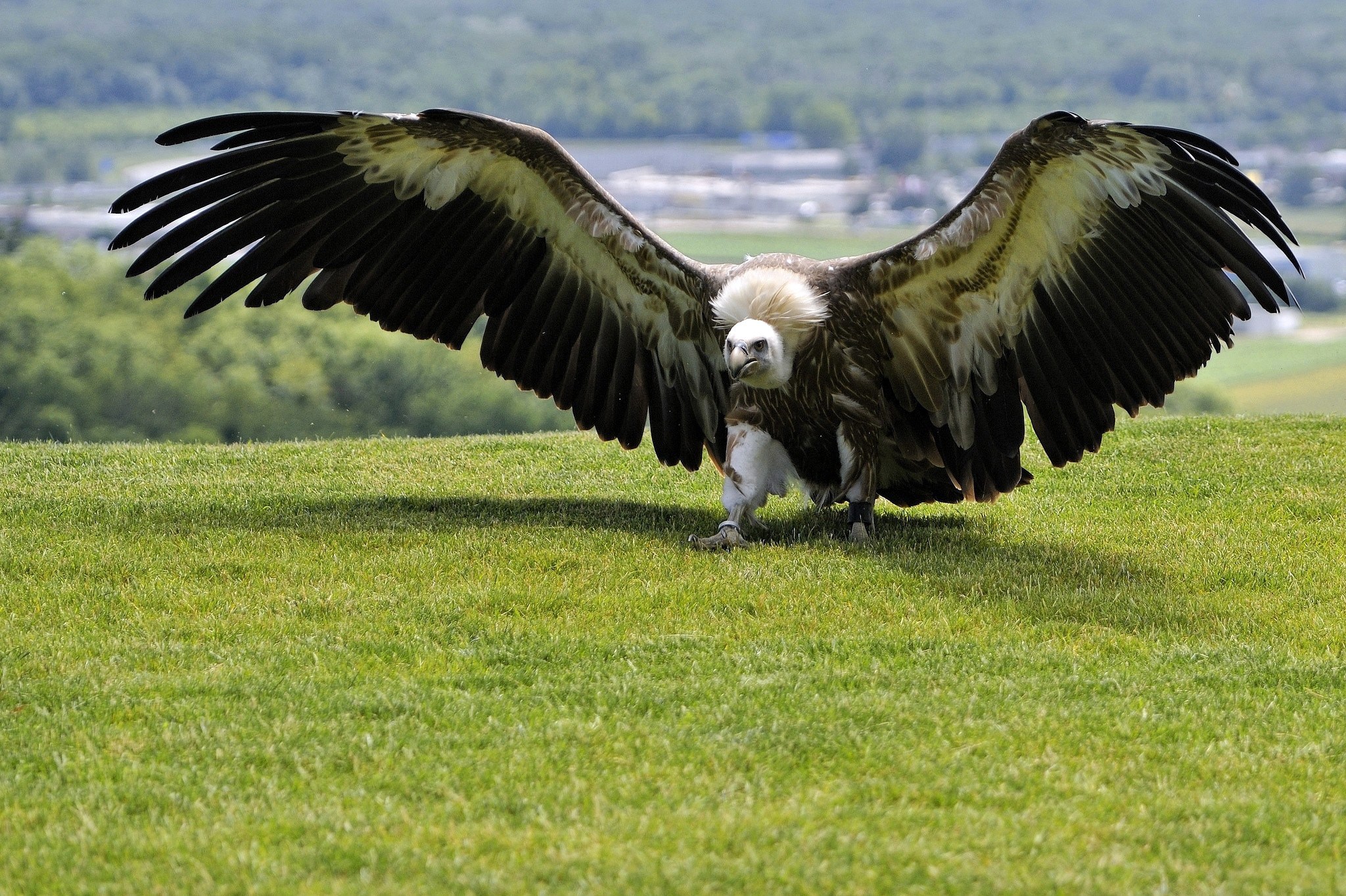 Vulture with wings spread on a grassy hill HD Wallpaper