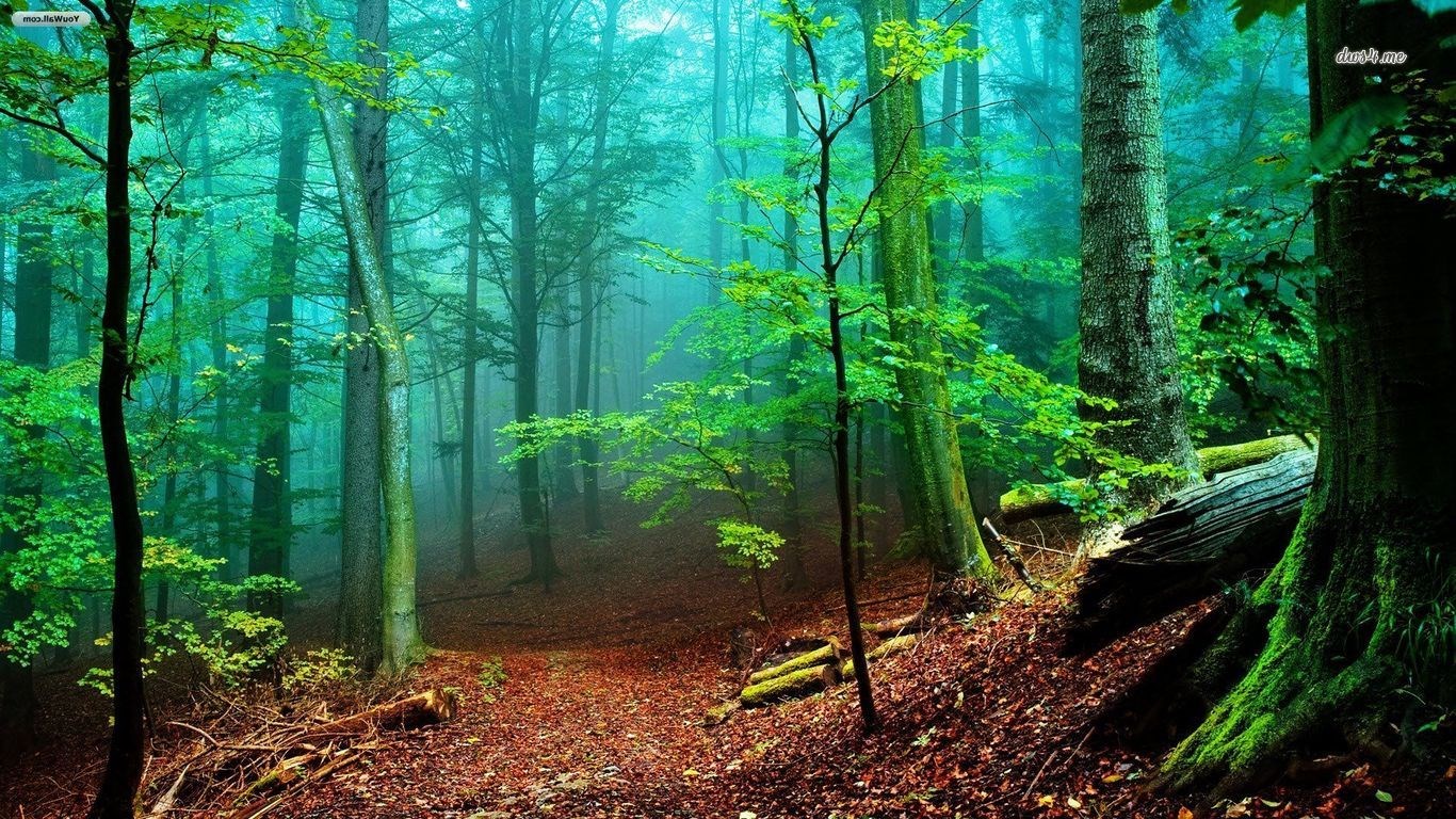 Misty forest with sunlit trees and fallen logs HD Wallpaper