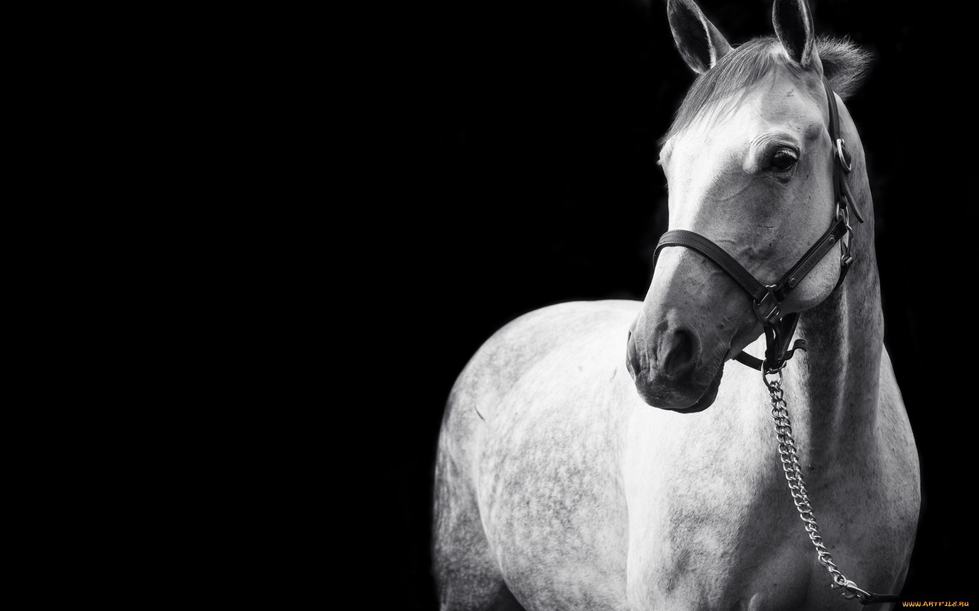 Black and white portrait of a dappled grey horse HD Wallpaper