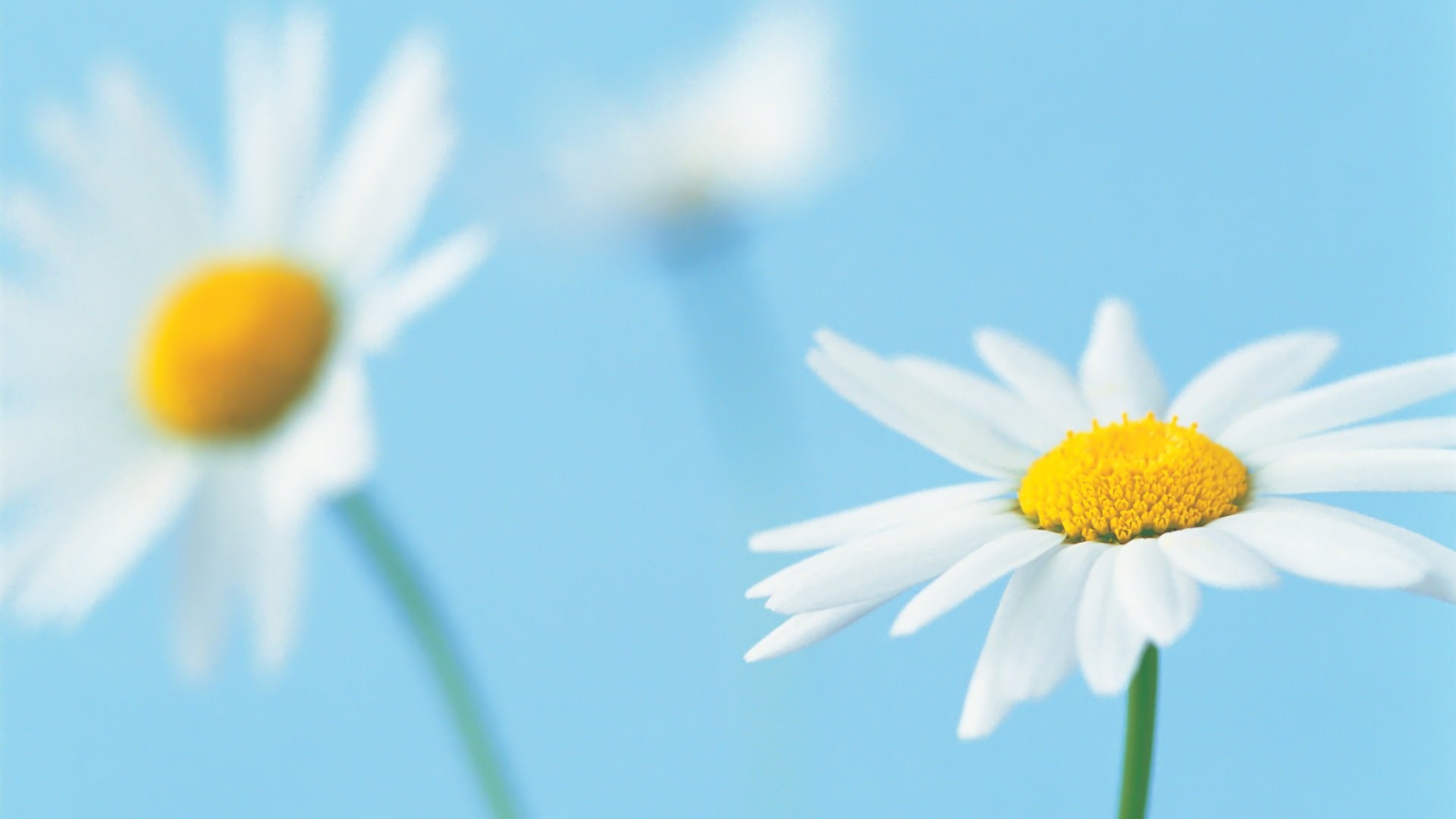 Daisies on a blue background HD Wallpaper