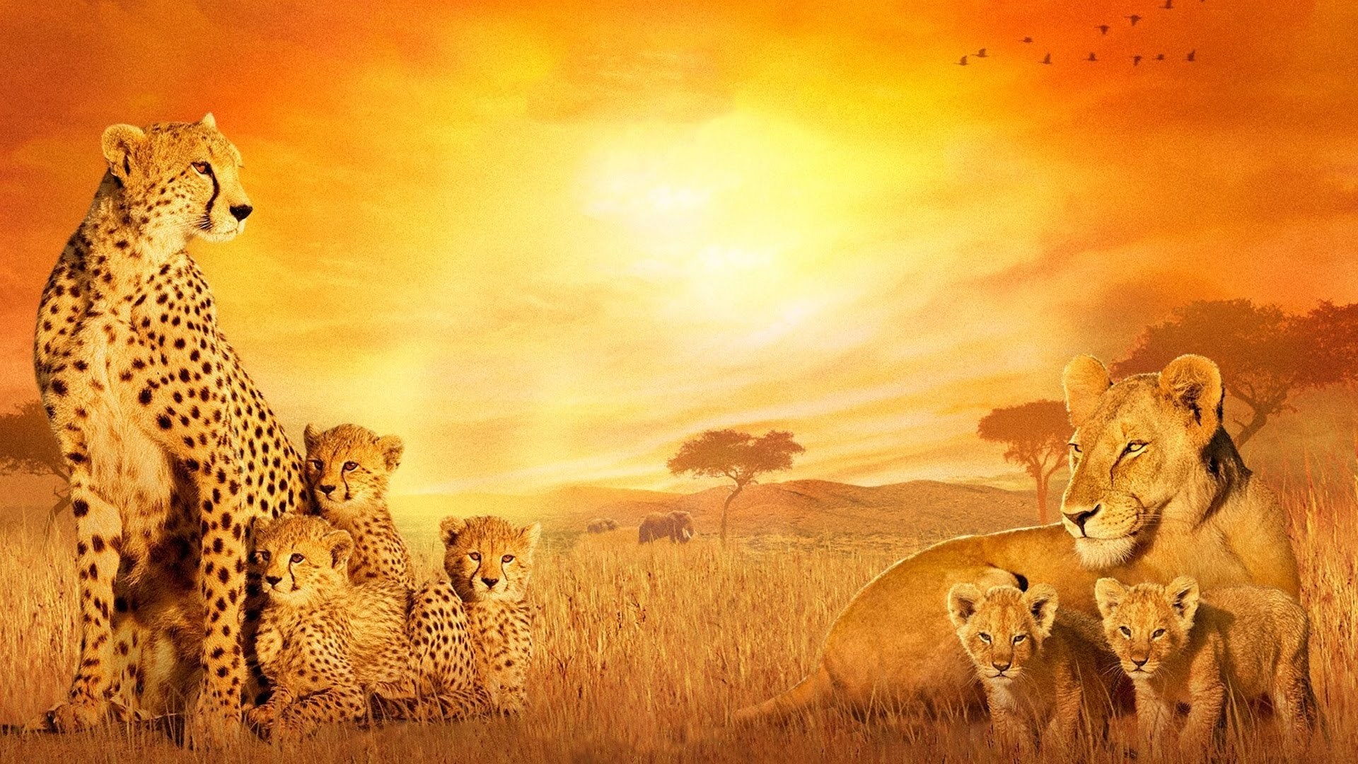 Cheetahs and Lions in the African Savannah at Sunset HD Wallpaper