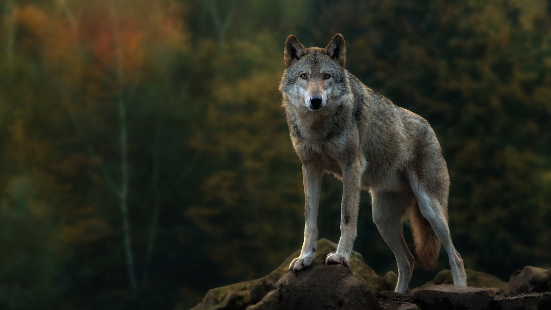 Gray wolf standing on rocks in forest HD Wallpaper