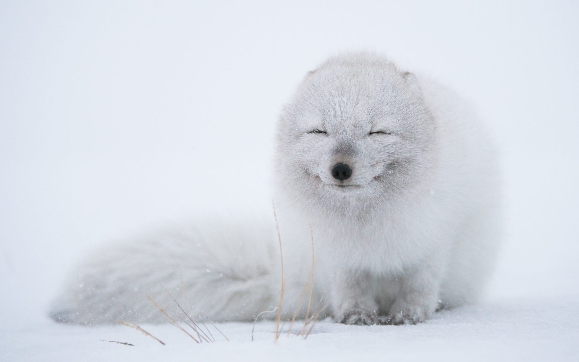 Arctic fox in the snow HD Wallpaper