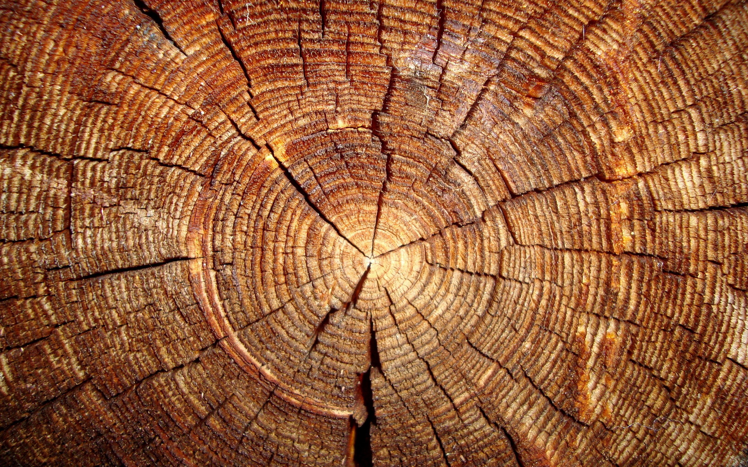 Close-up of a wood grain texture HD Wallpaper