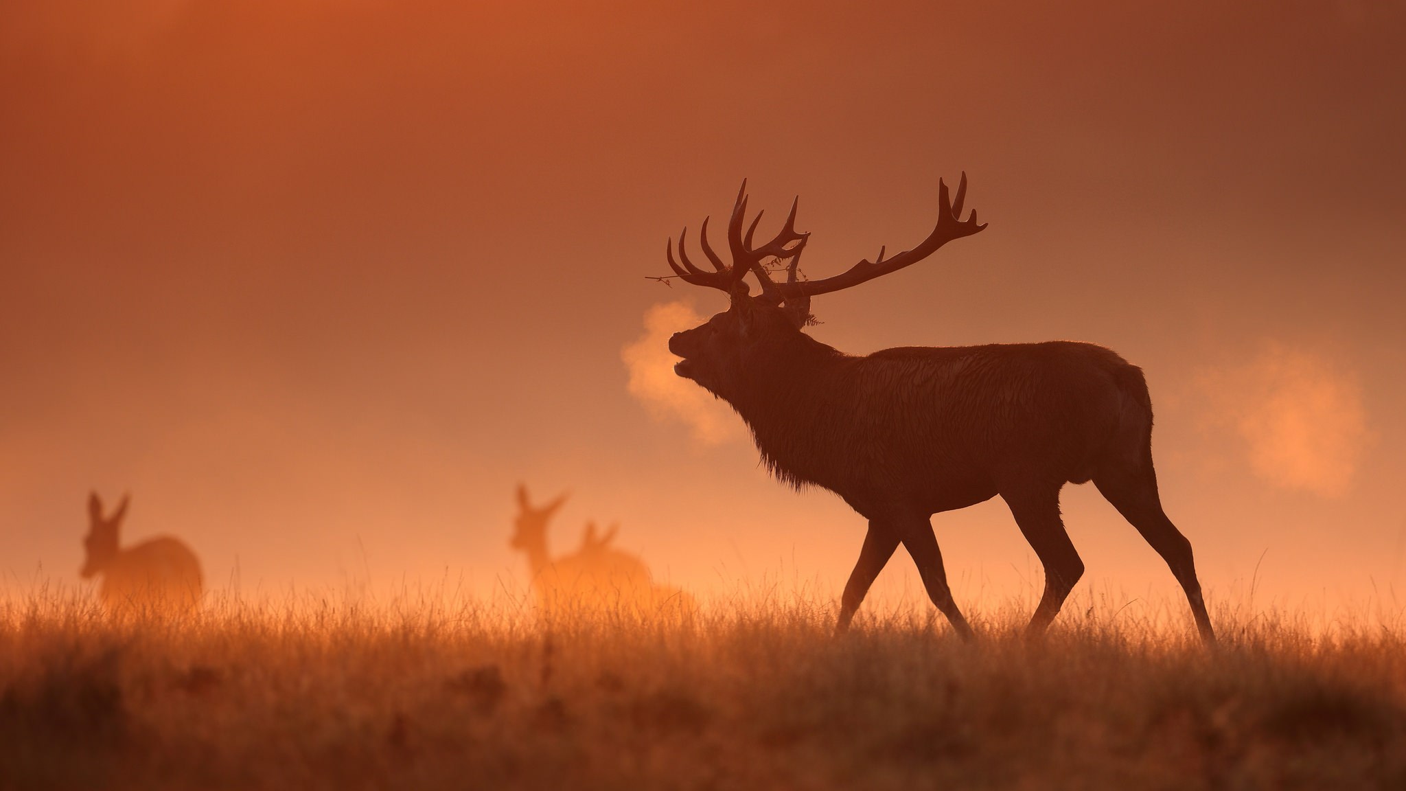 Deer in a misty field at sunrise HD Wallpaper