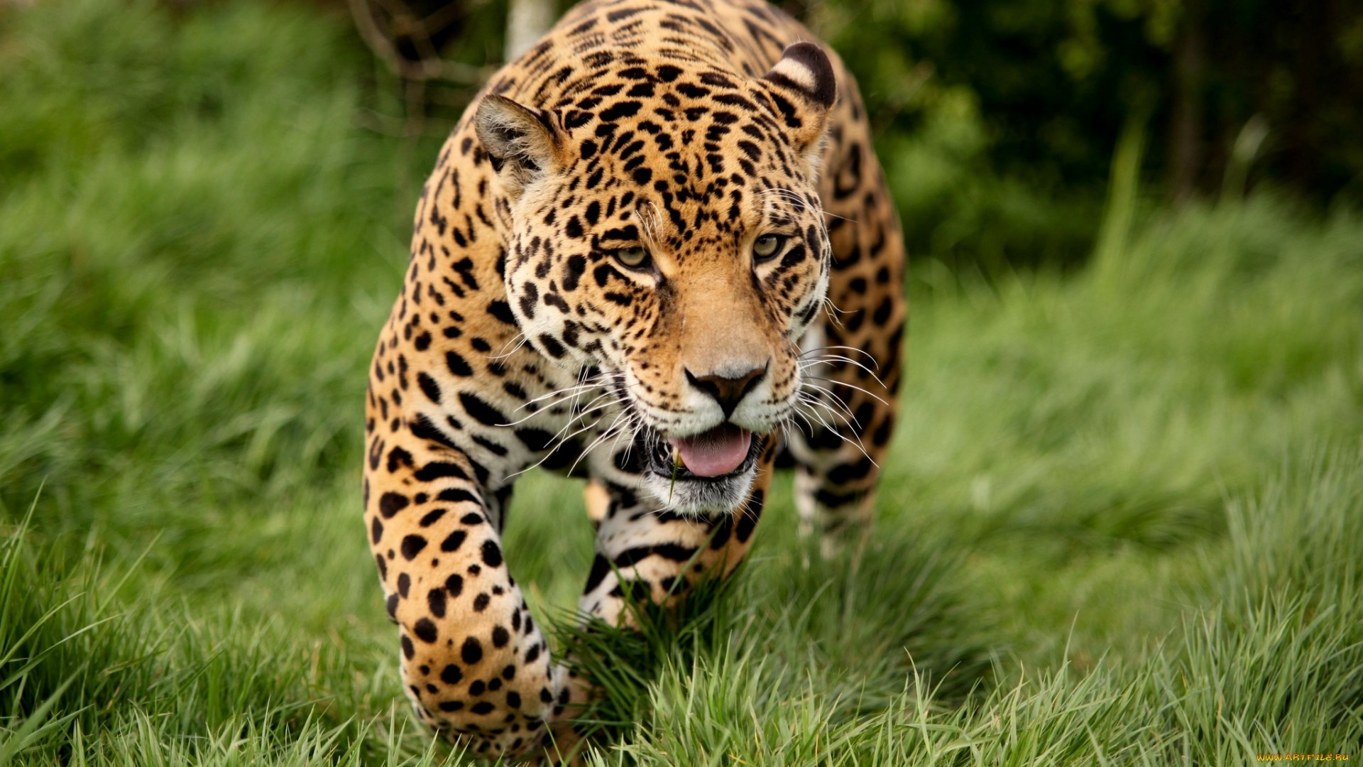 Majestic Jaguar Walking Through Green Grass HD Wallpaper