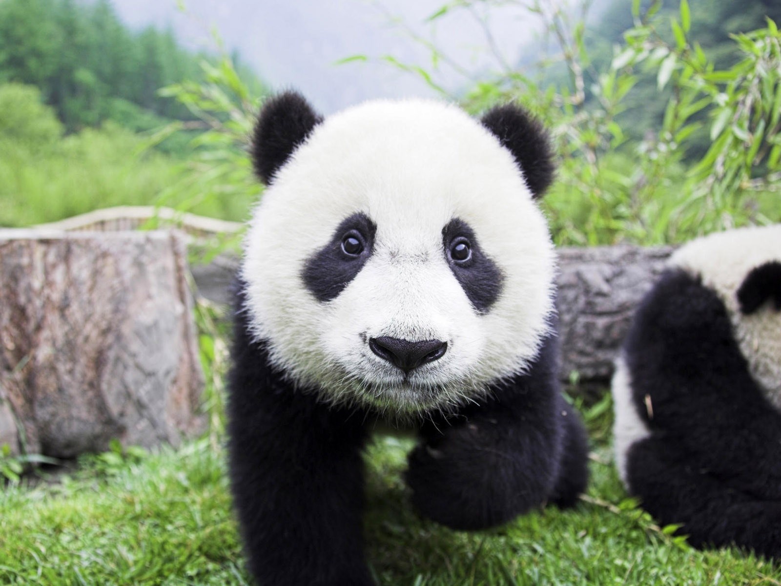 Giant Panda in a Forest HD Wallpaper