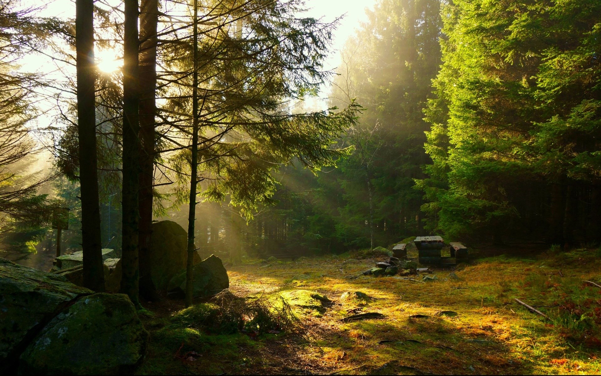 Sunlight filtering through a forest with trees and rocks HD Wallpaper