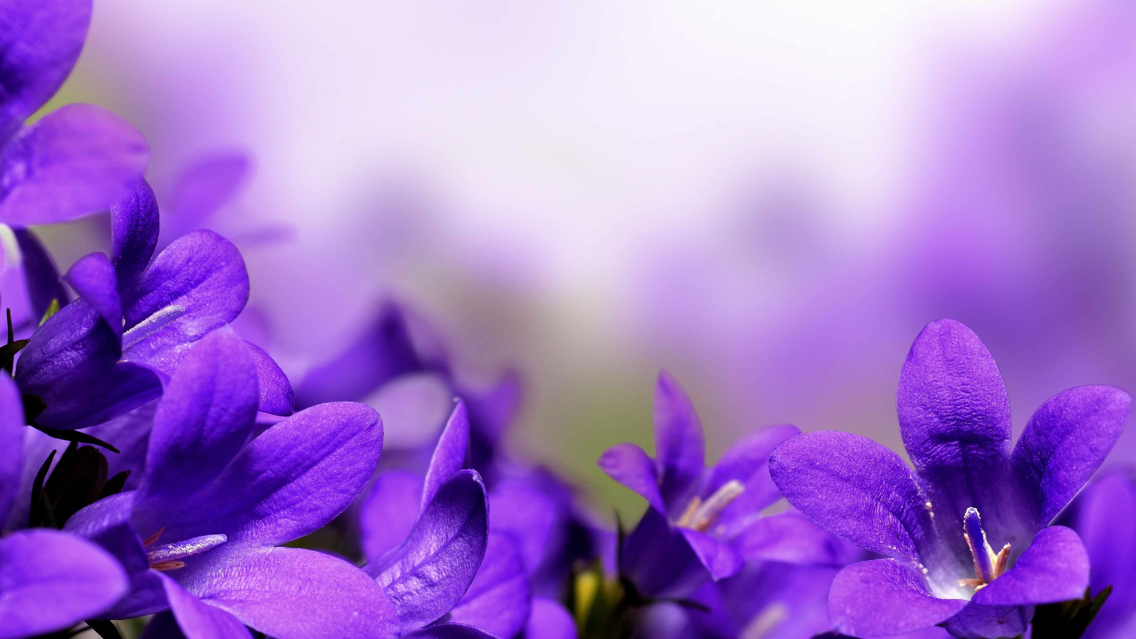 Purple Bellflowers 4K Windows HD Wallpaper