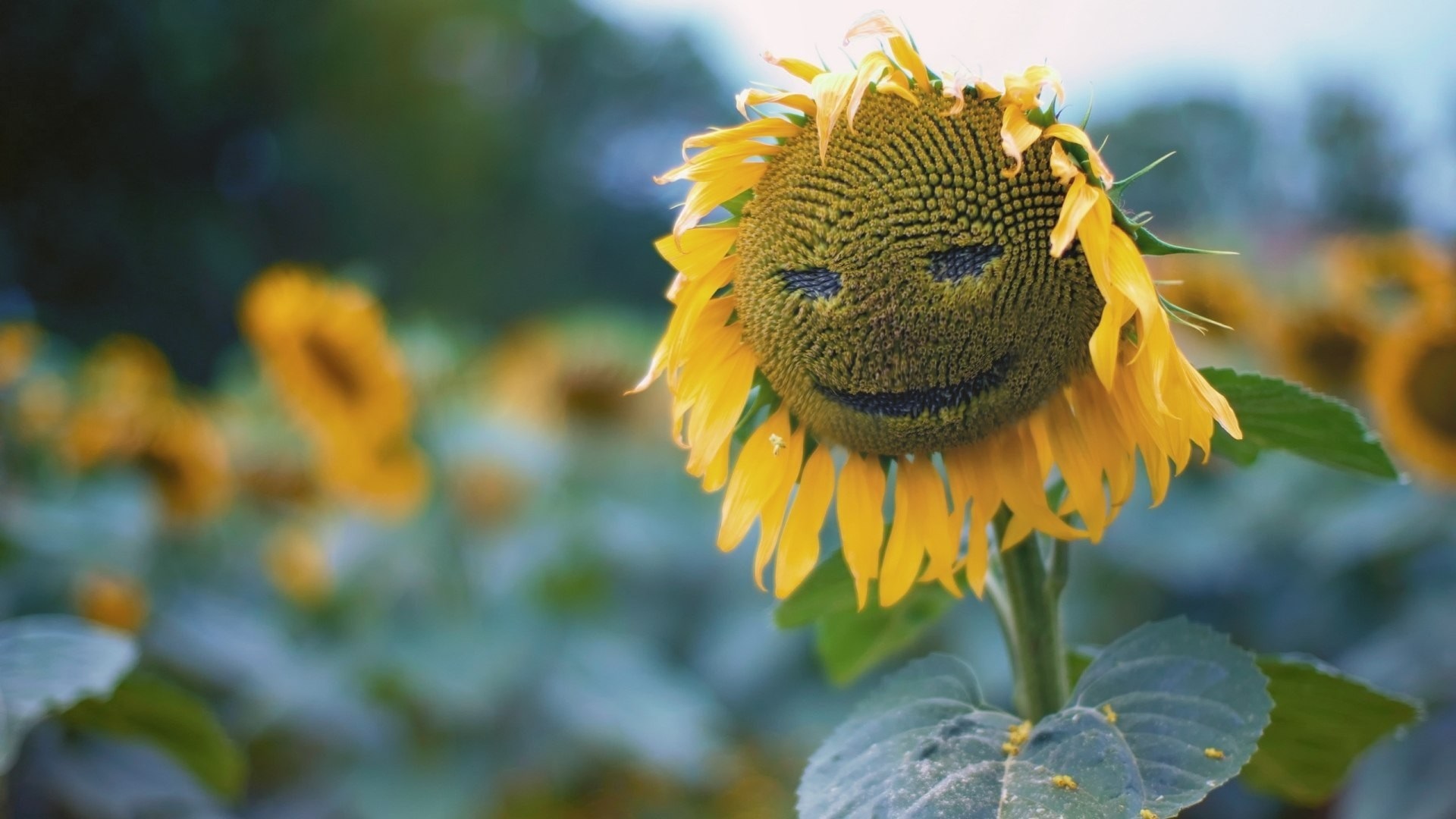 Sunflower with a smiley face in a field HD Wallpaper